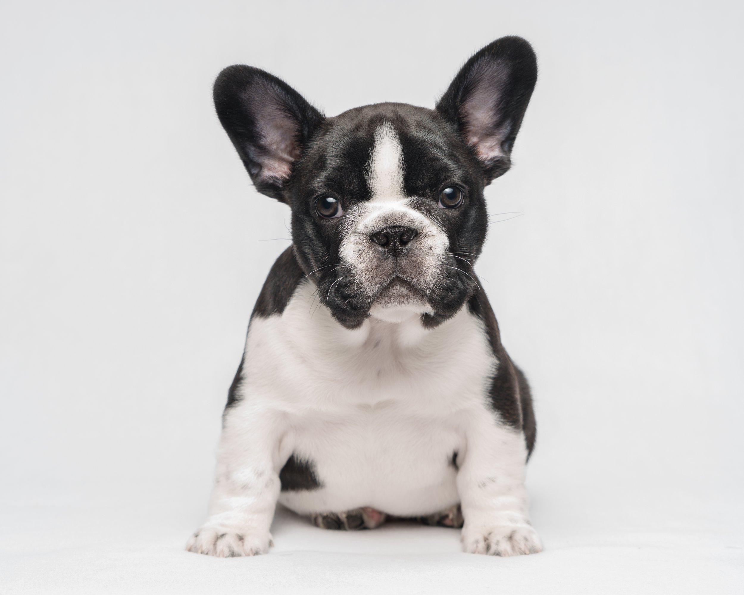 French Bulldog puppy photographed in a studio with a white background
