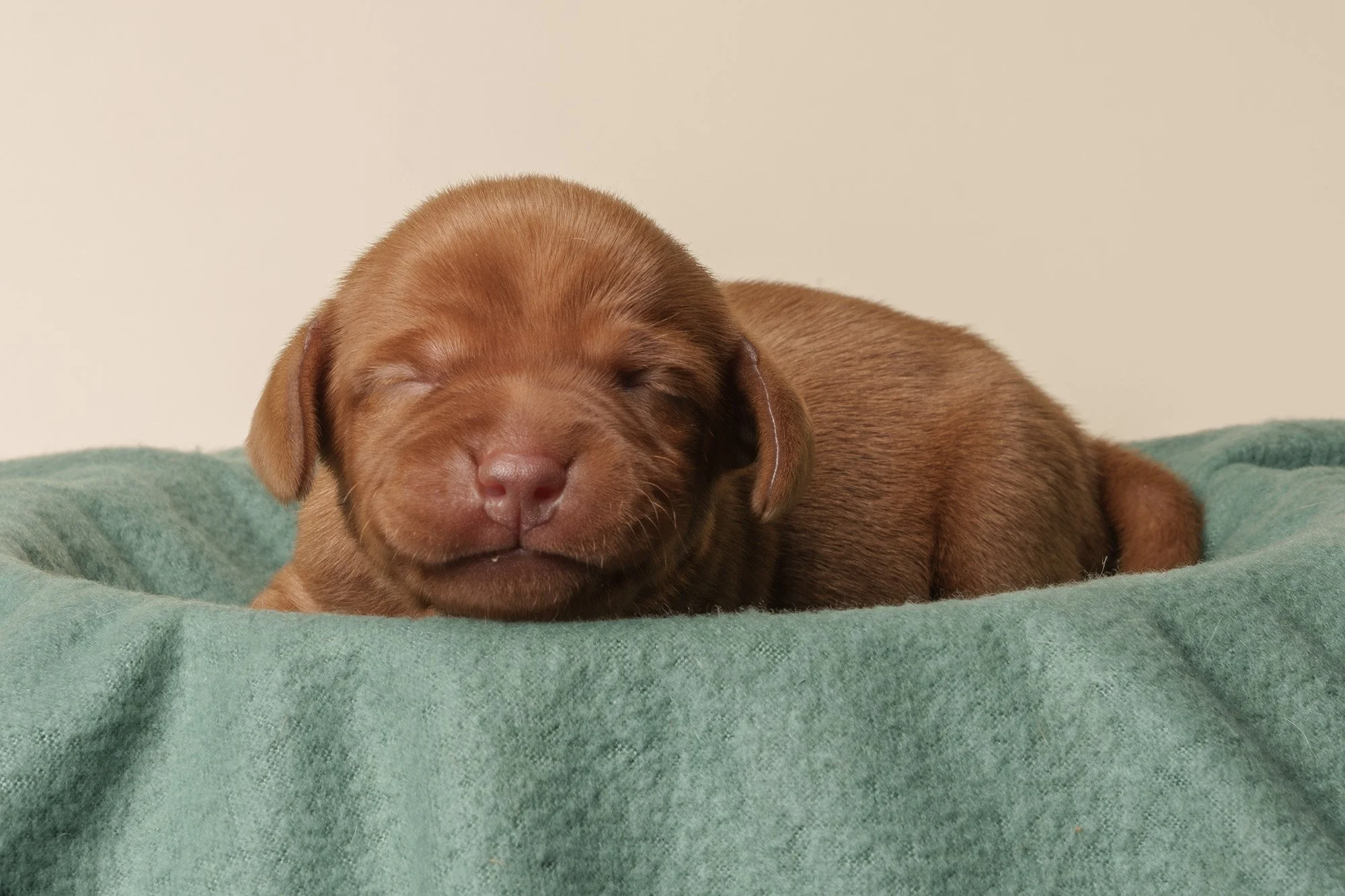 vizsla-puppy-1-week-old.jpg