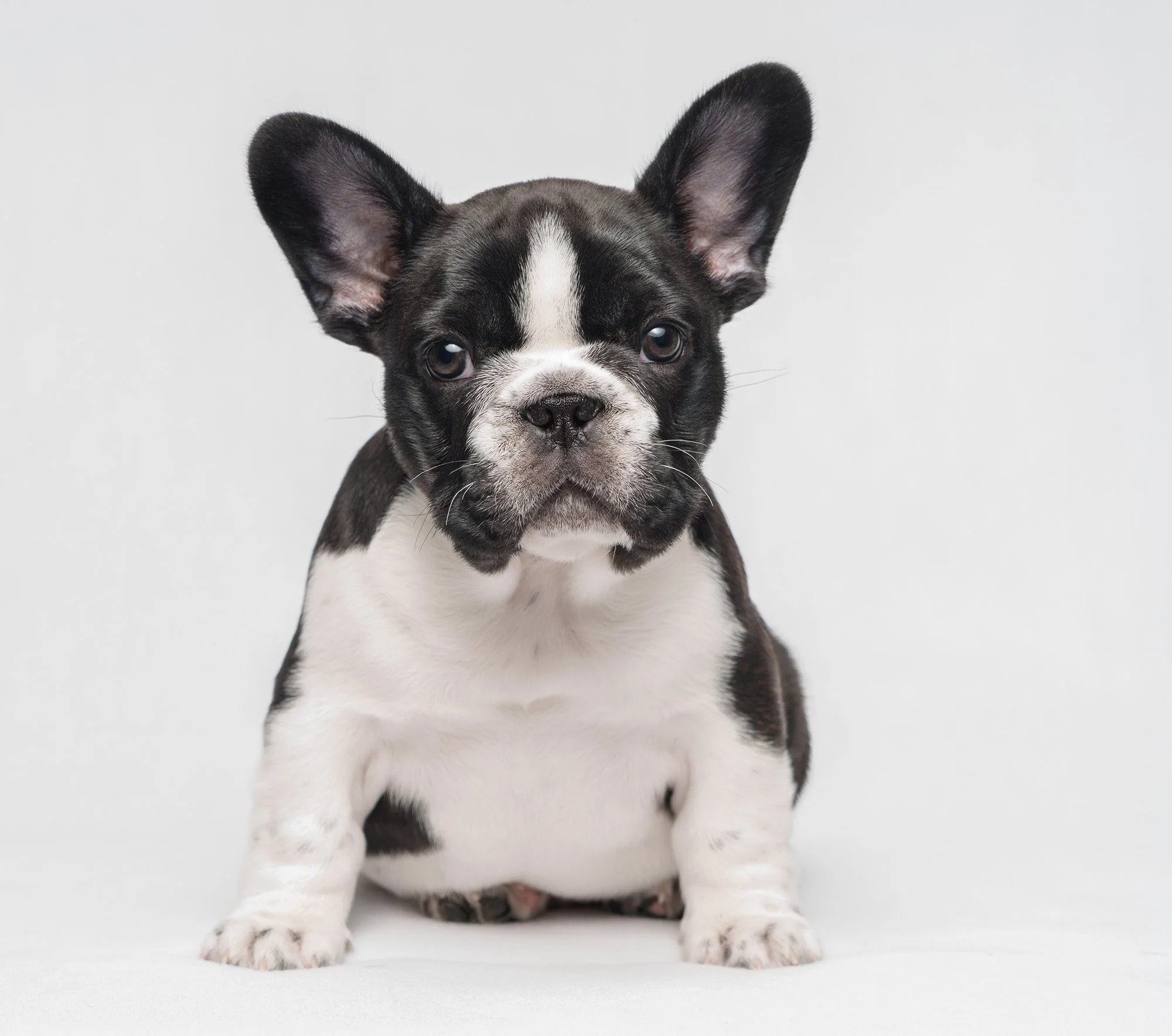 french-bulldog-puppy-white-background.jpg