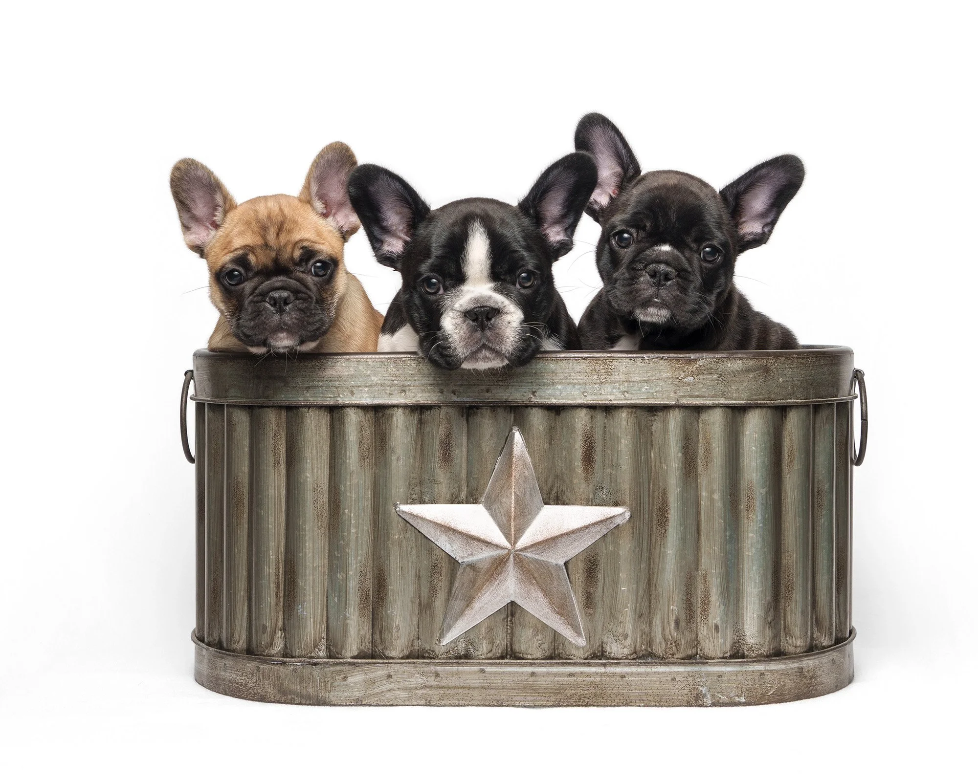 3-french-bulldog-puppies-in-tub.jpg