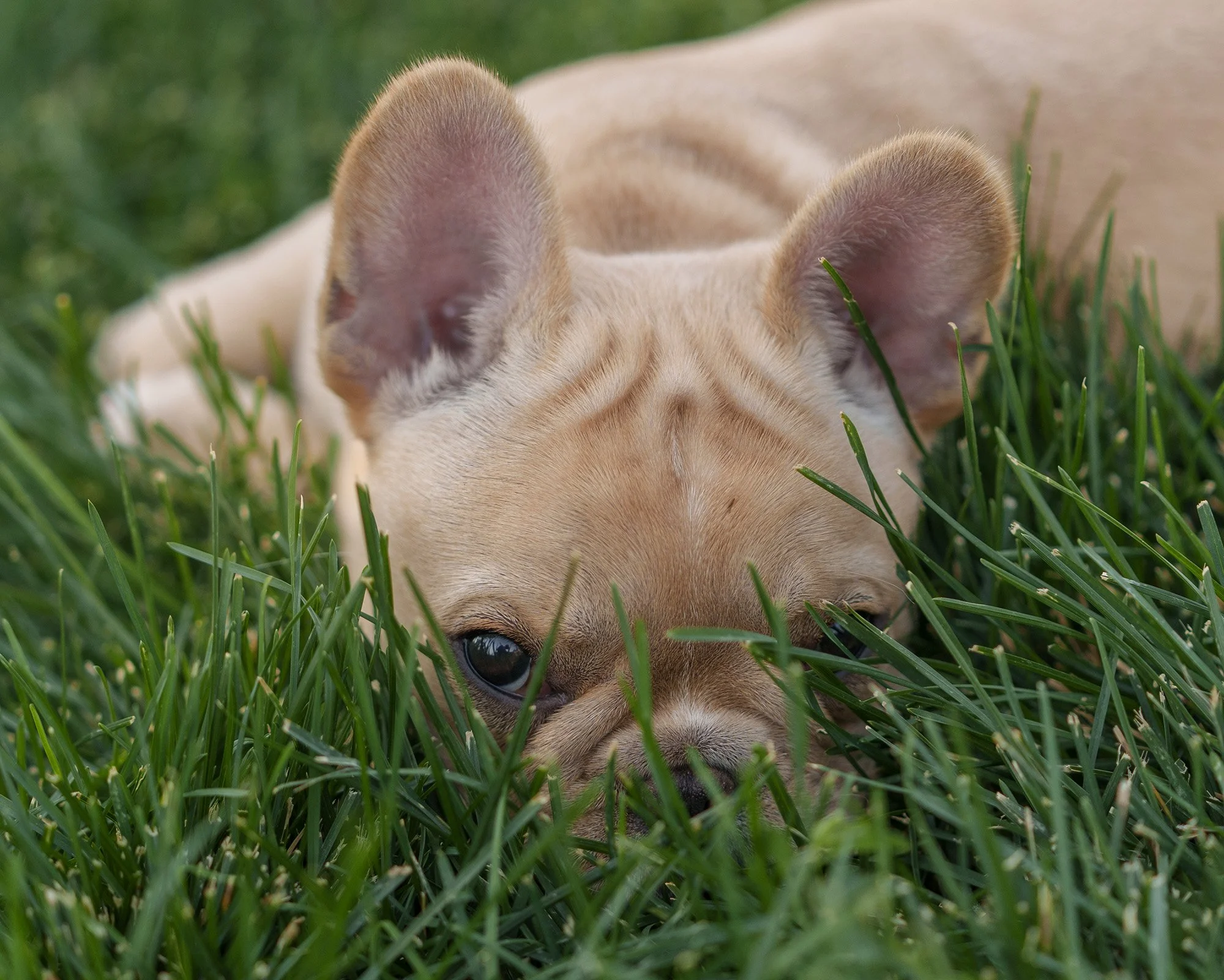 french-bulldog-puppy-in-grass.jpg