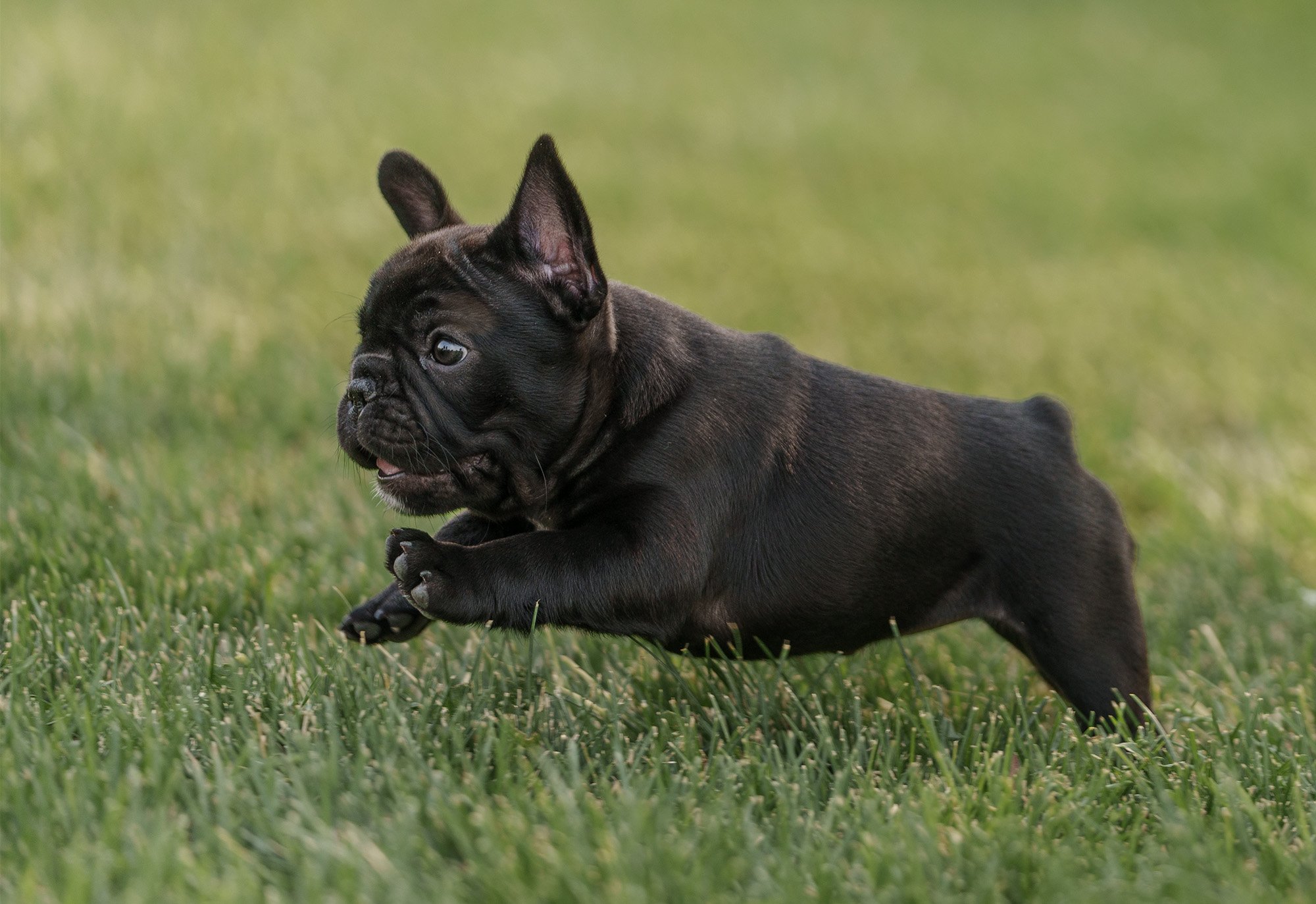french-bulldog-puppy-running.jpg