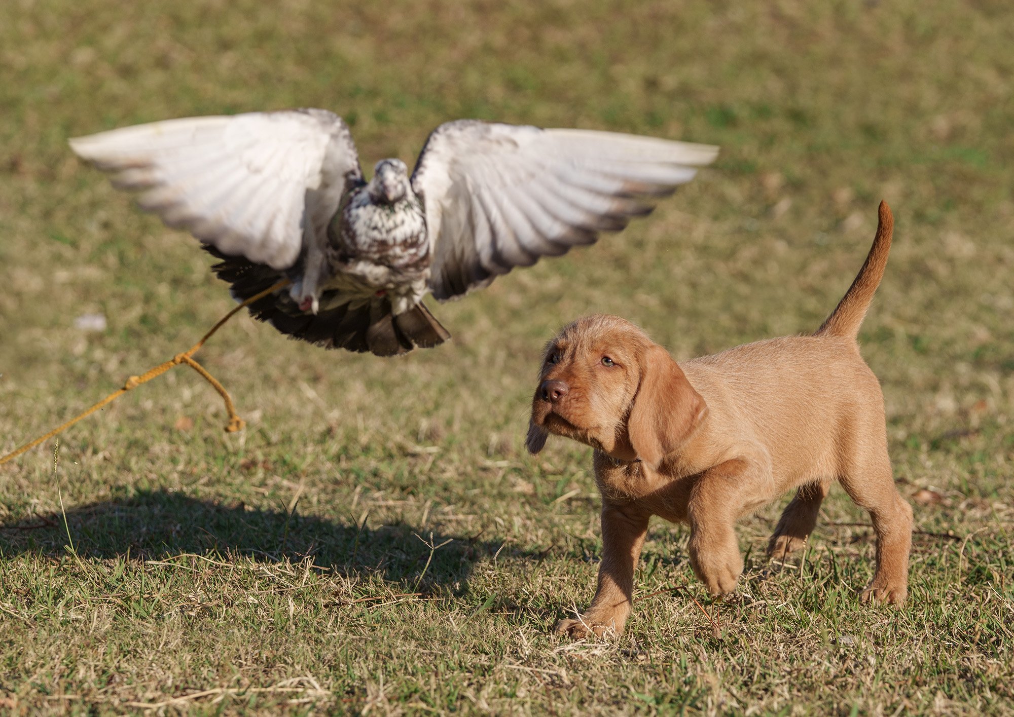 wirehaired-vizsla-puppy-with-bird.jpg