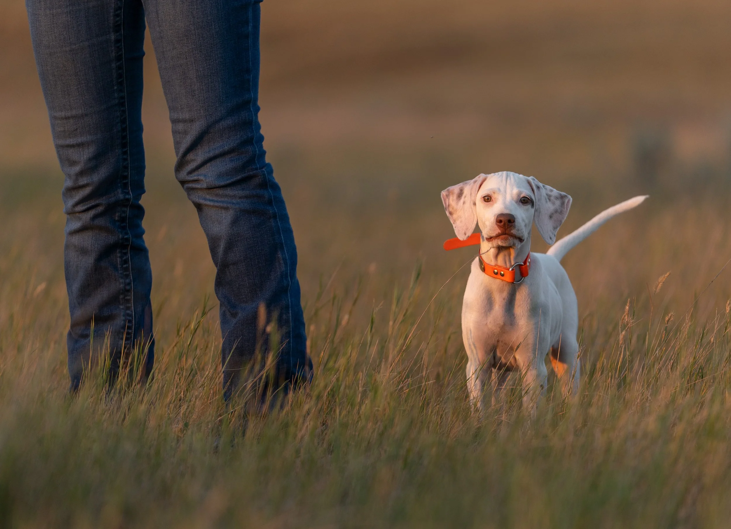 pointer-puppy-with-owner.jpg