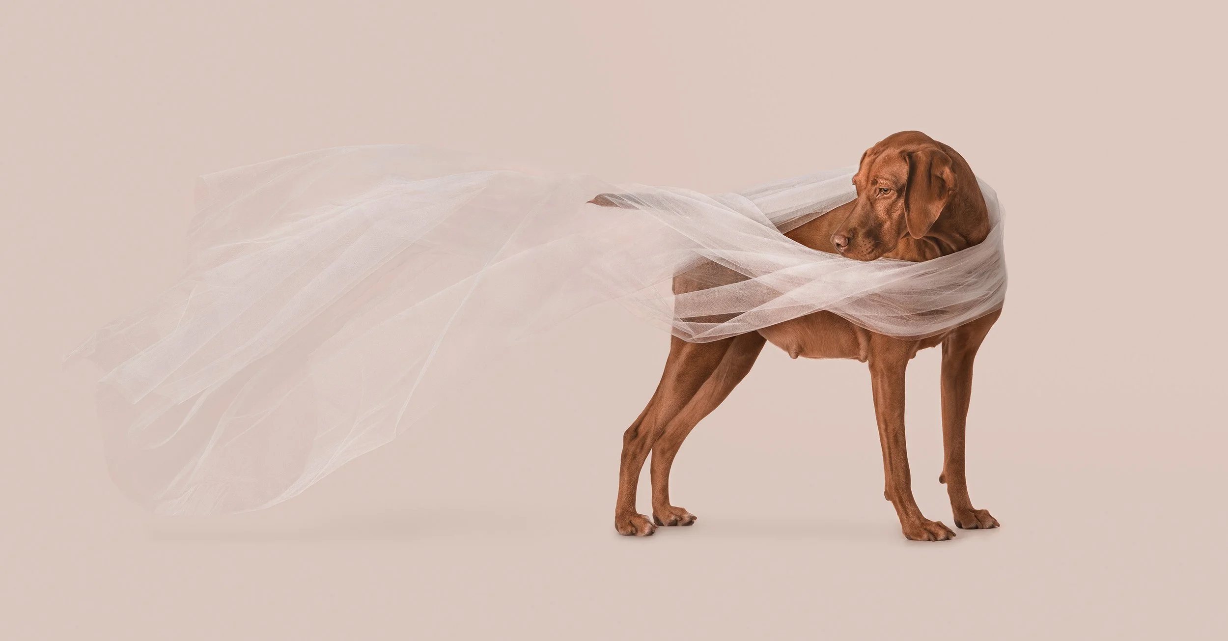 pregnant-dog-maternity-photo-shoot.jpg