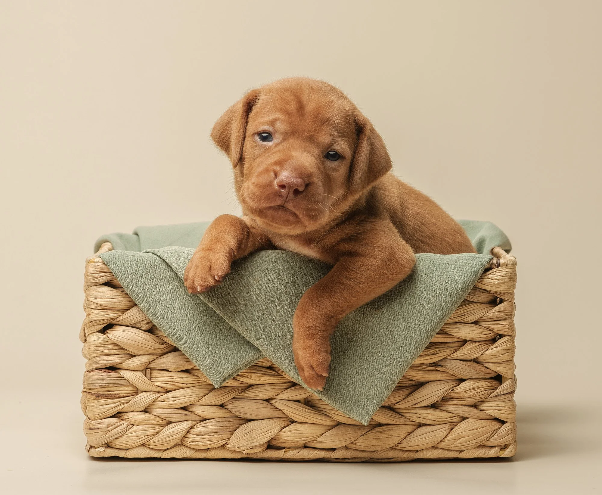 Puppies!!!