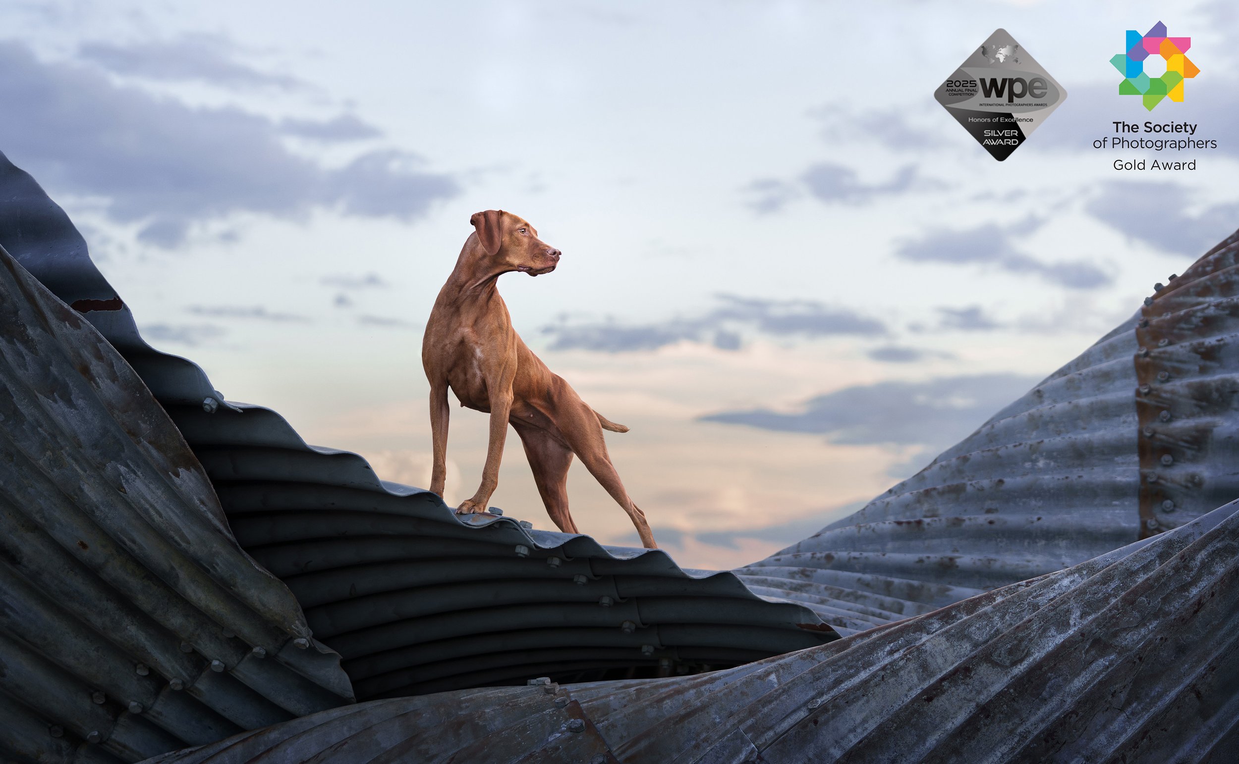 Vizsla dog posing on a twisted piece of corrugated metal with sky behind, showing a Gold Award from the Societies of Photographers and Silver Award from WPE International Photography Awards