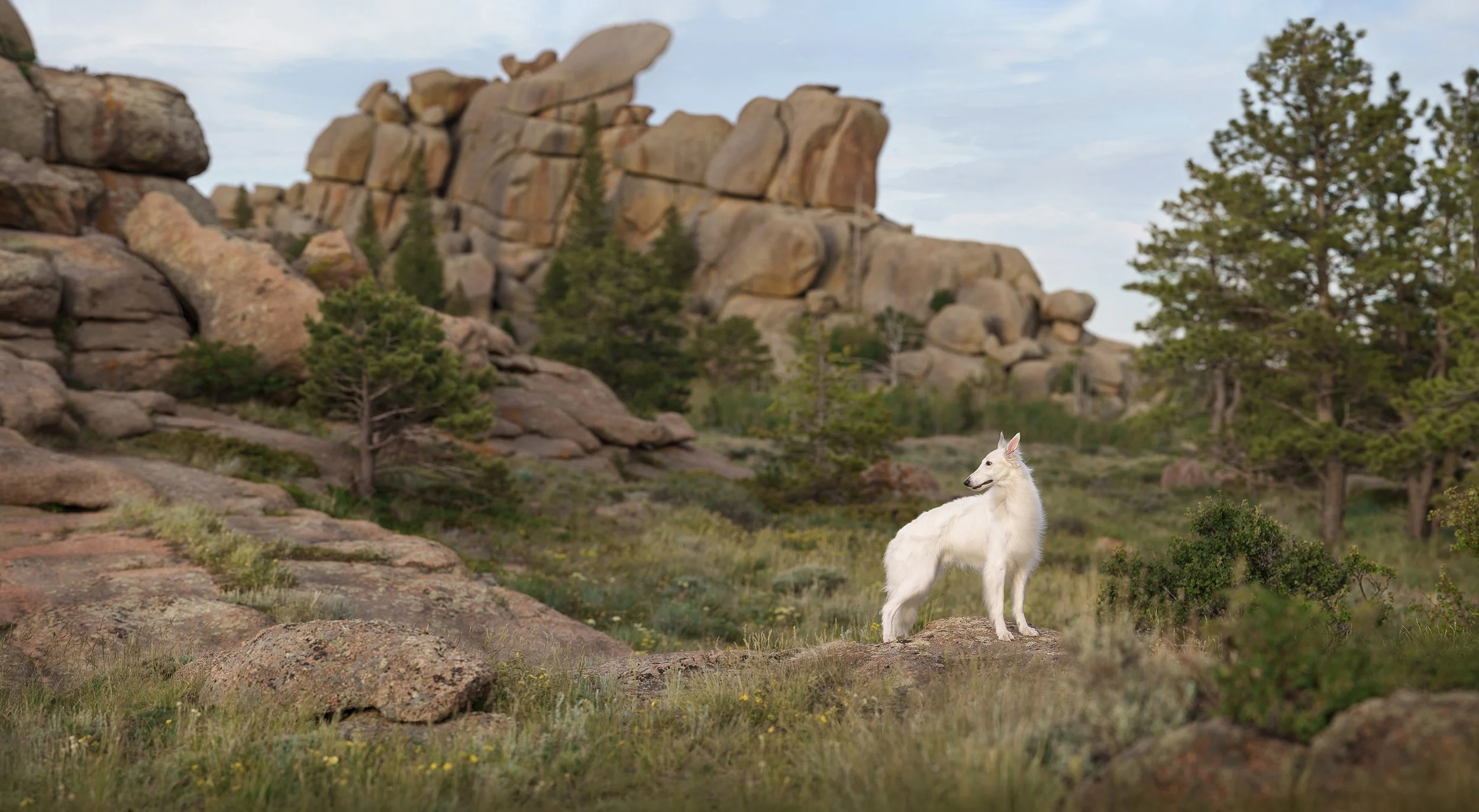 White Silken Windhound posing at Vedauwoo rock climb area in Wyoming, photographer Jessica Carlson