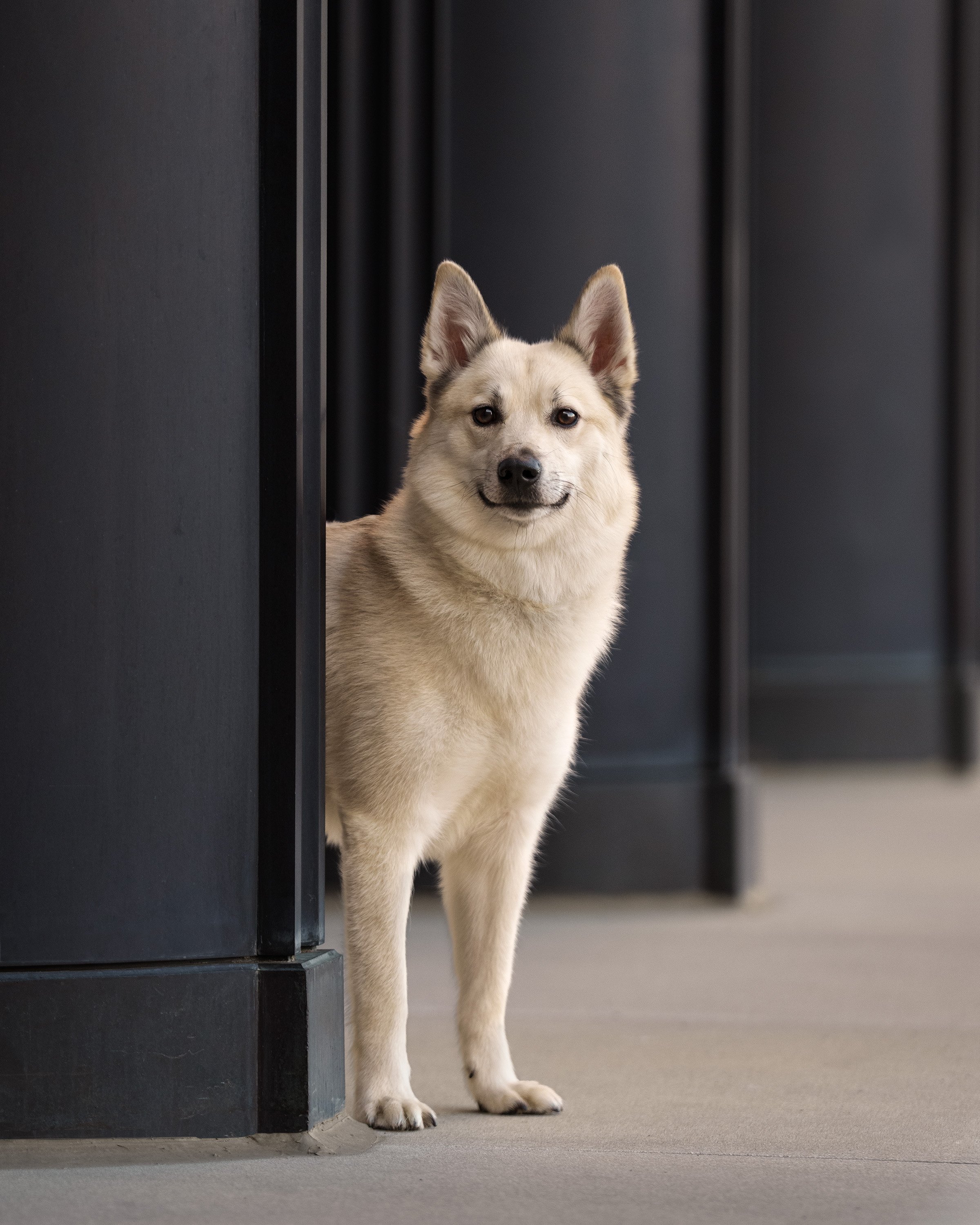 City dog photo of a Norwegian Buhund peeking around metal pillars