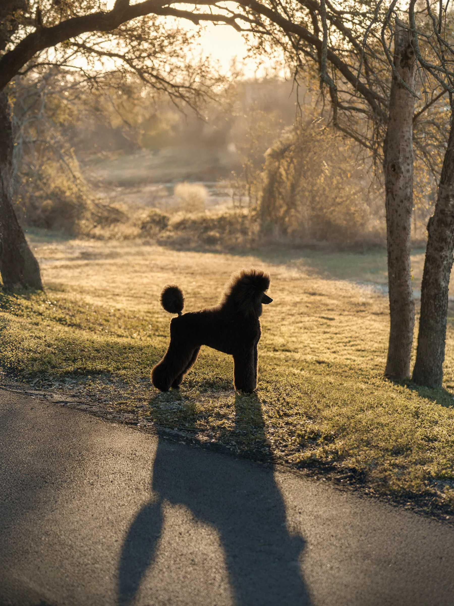 Standard Poodle puppy portrait backlit