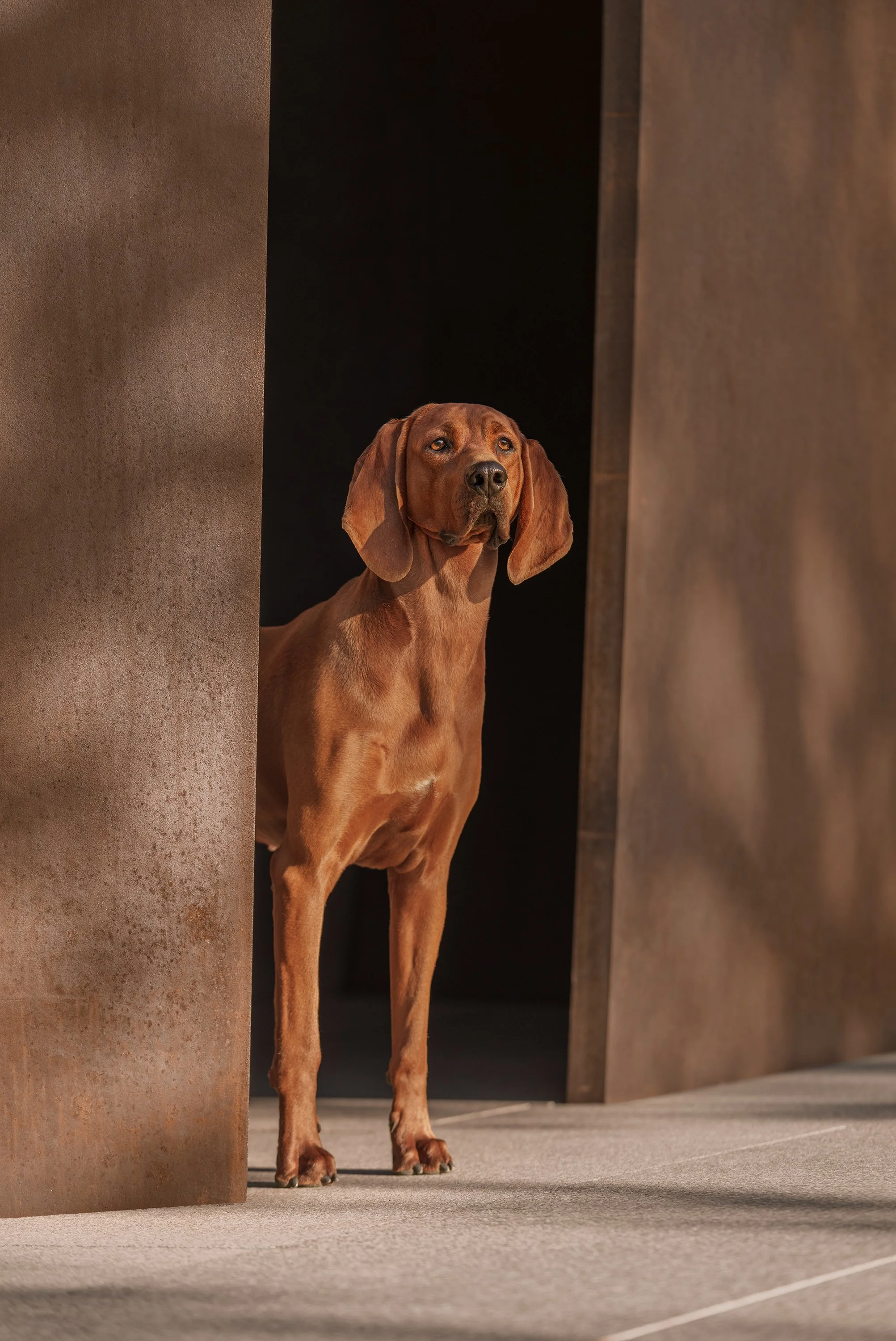 Redbone Coonhound urban dog photo in Fort Worth Texas