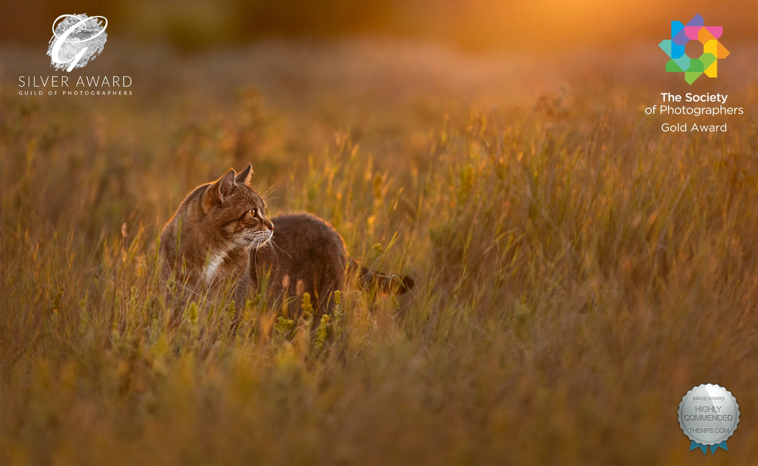 Gray tabby cat posed in a field with golden sunset streaming in. Photo showing a Gold award badge from the Societies of Photographers and additional award badges from professional photography competitions
