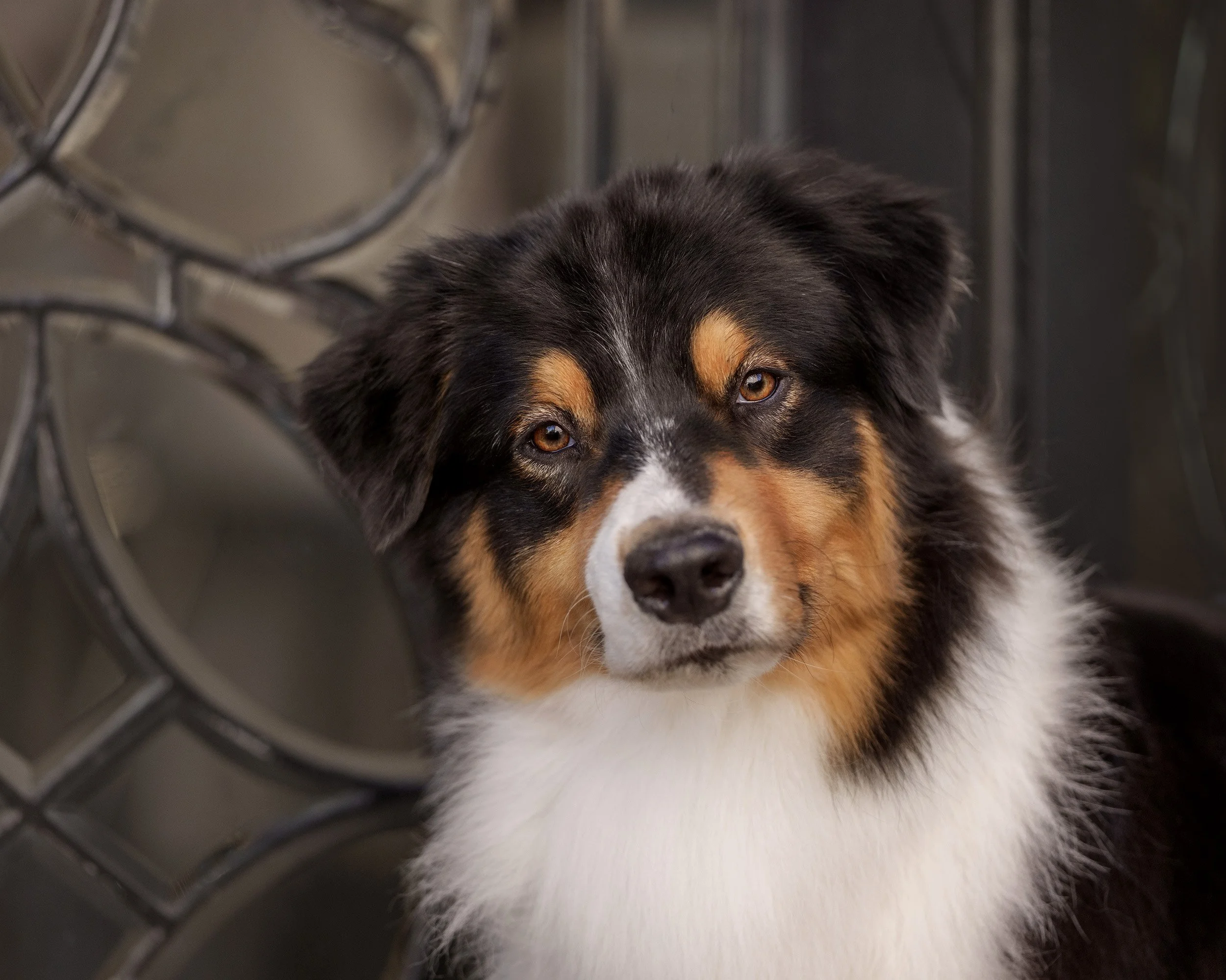Australian Shepherd headshot