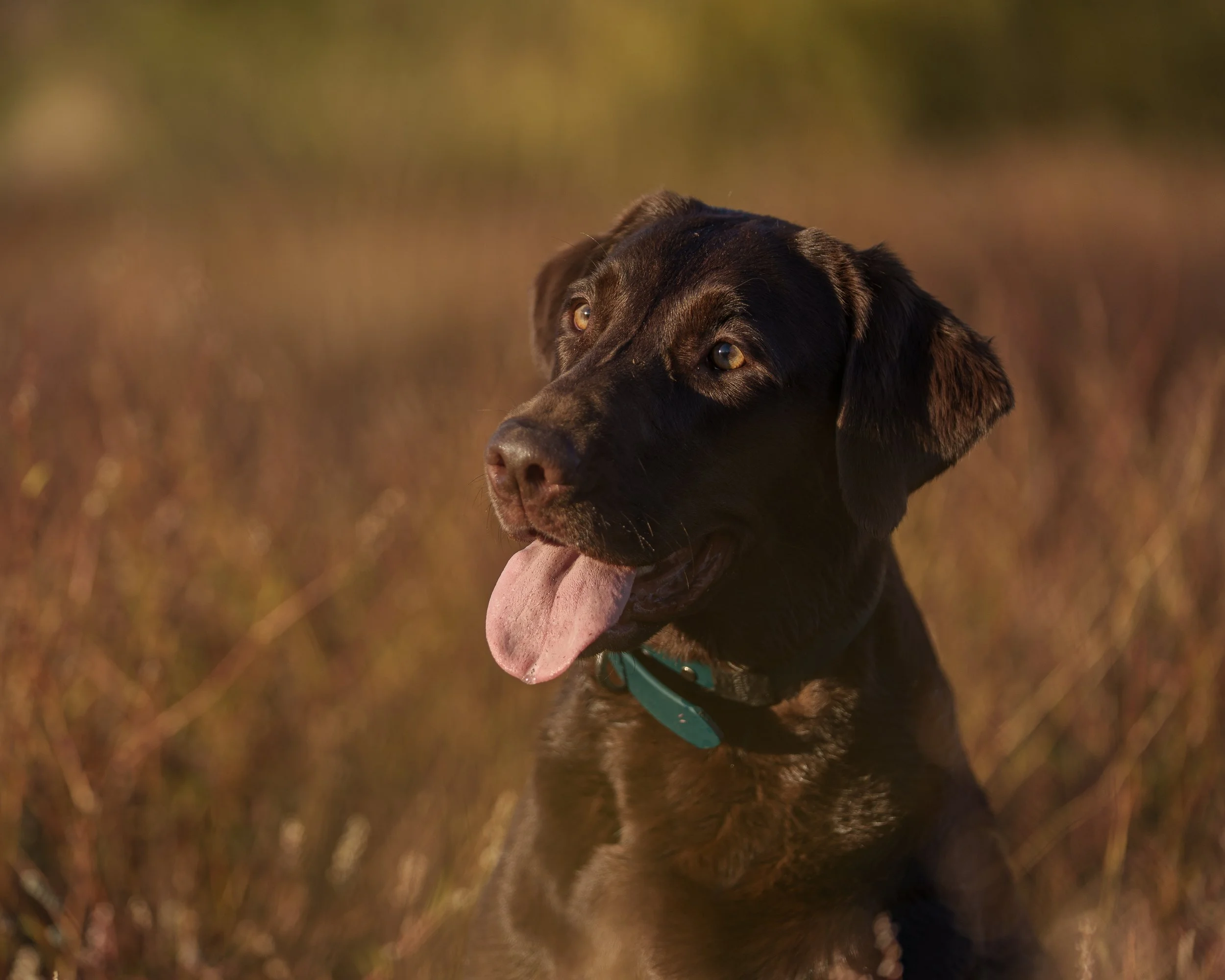 chocolate Labrador face