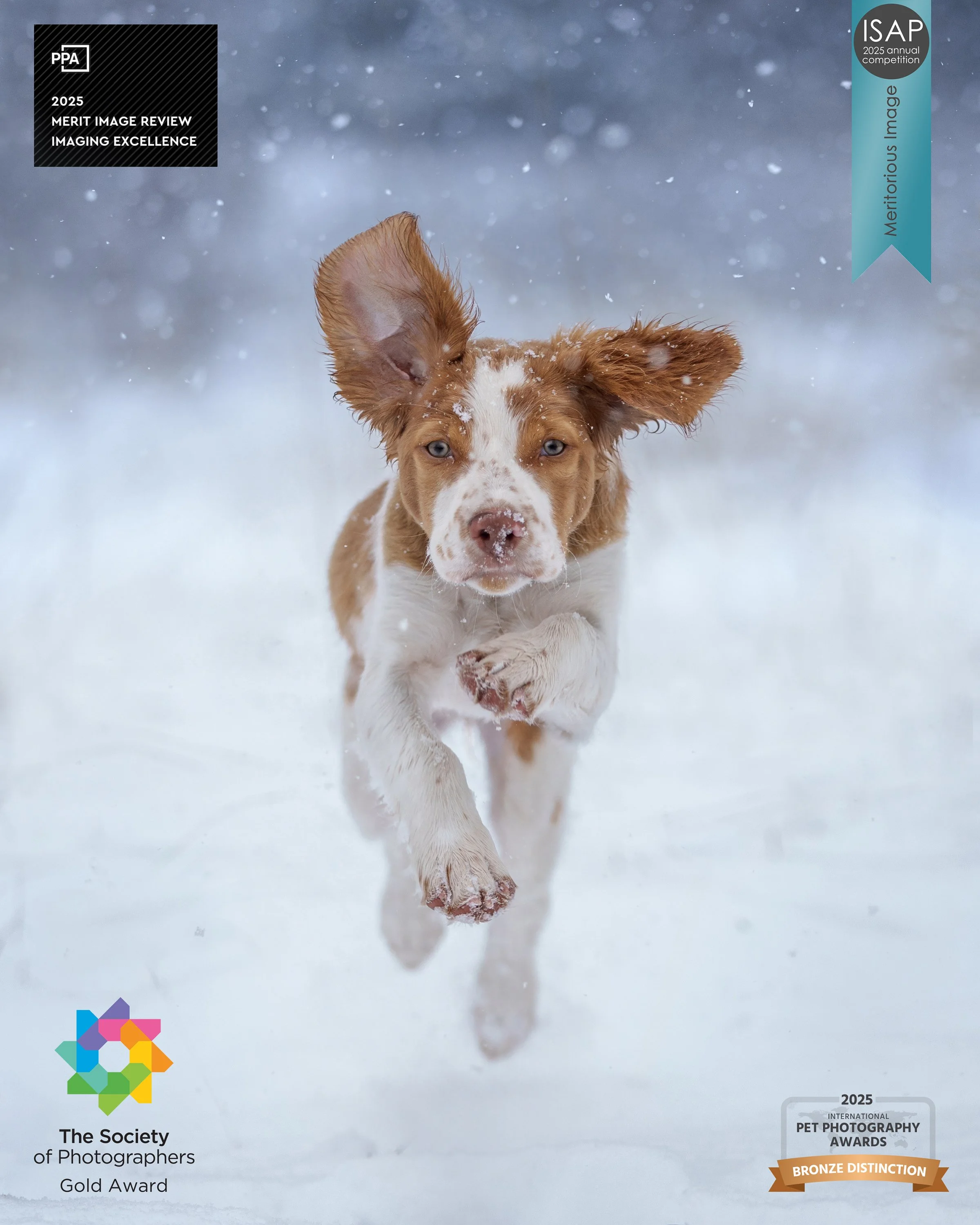 award-winning puppy action photo, Brittany puppy running in Texas snow by photographer Jessica Carlson