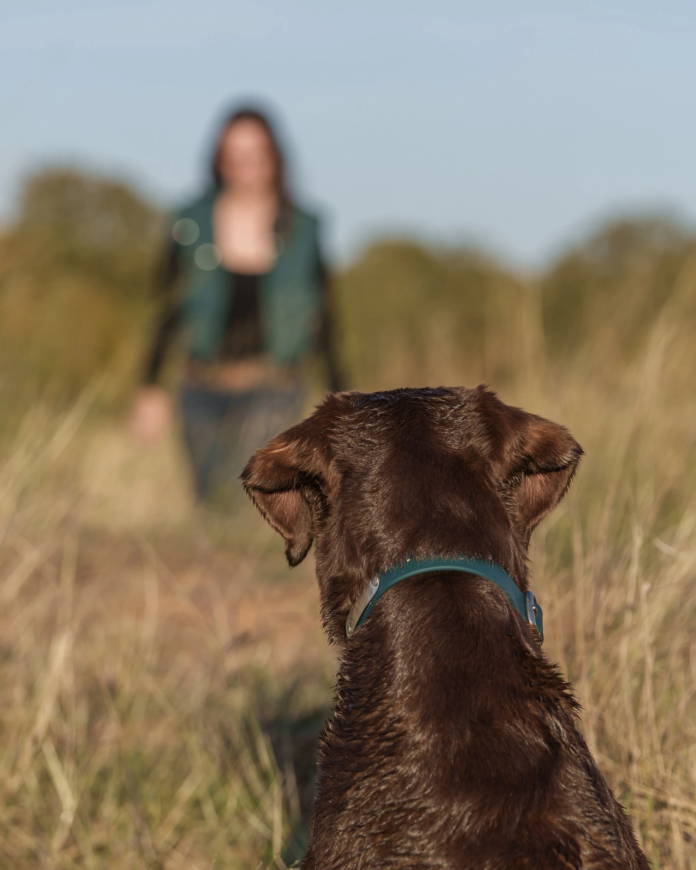Labrador retriever watching owner