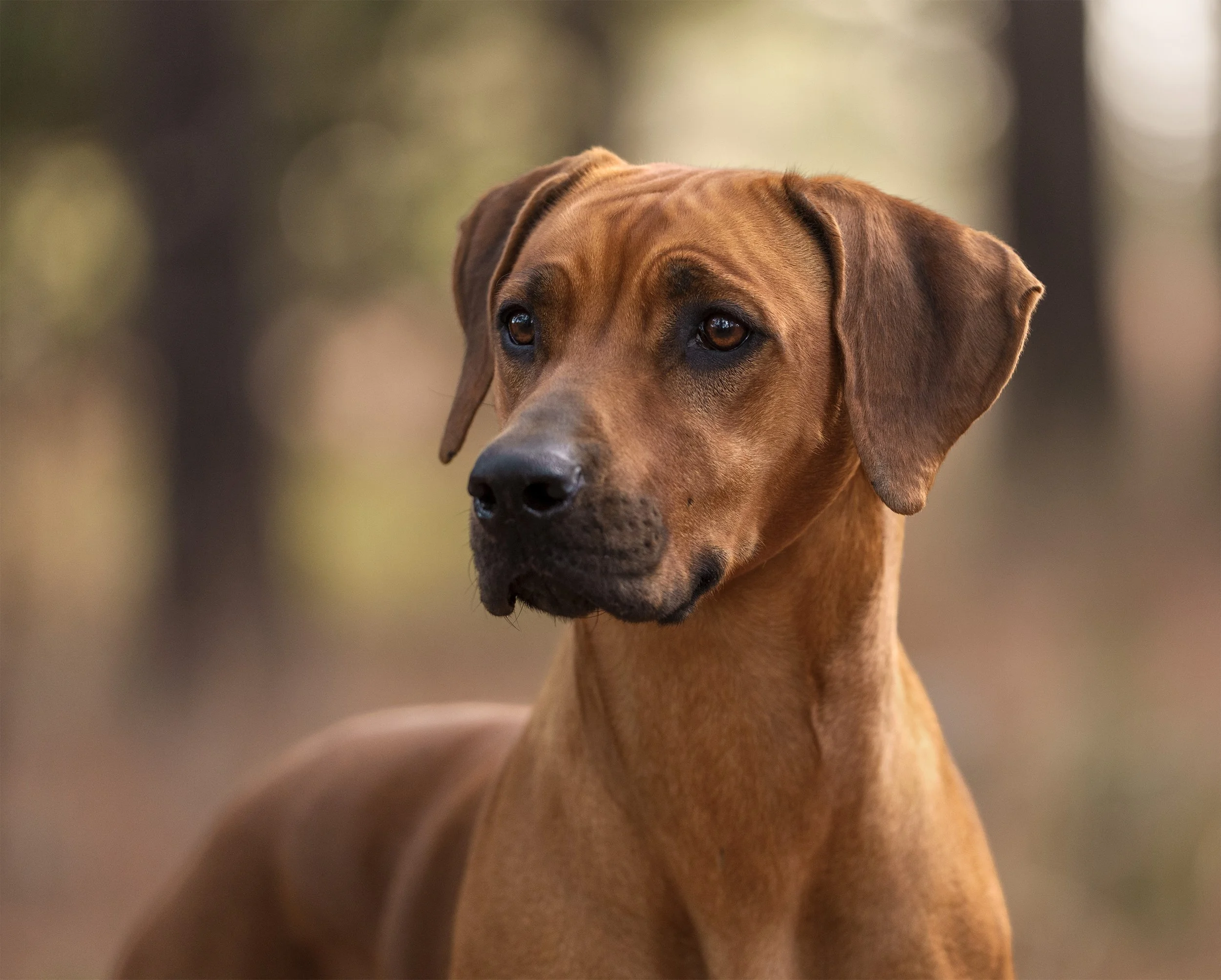 head study photo of a Rhodesian Ridgeback in Texas by photographer Jessica Carlson