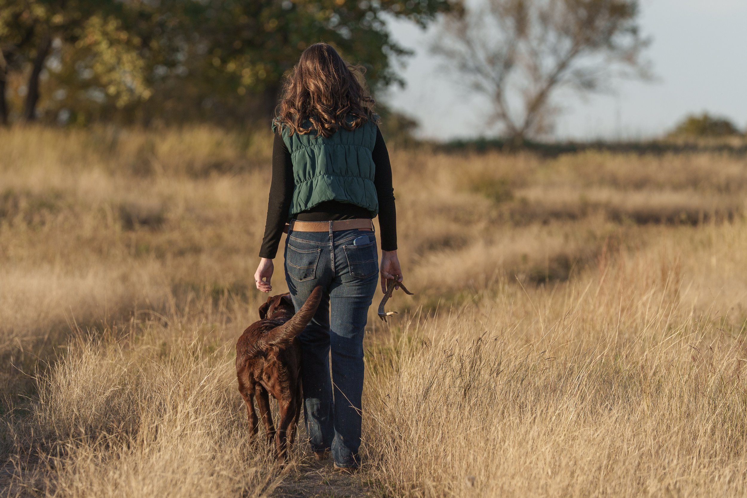 Labrador shed dog walking away into the grasslands with its owner