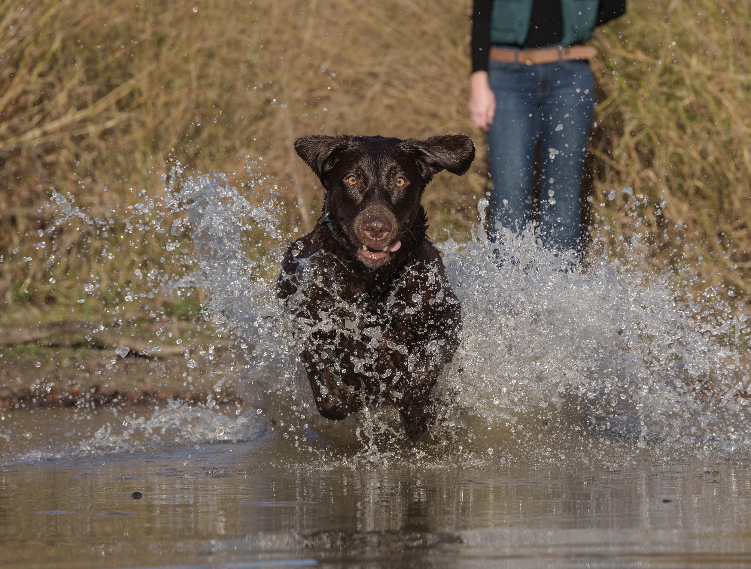 Labrador retriever splashing into a pond in Texas, photographed by Flashpoint Photography