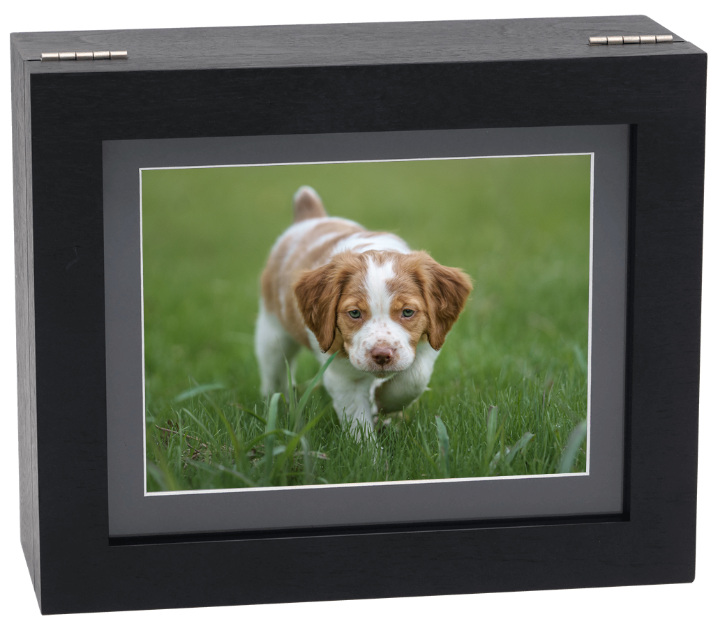 Black wood image box featuring a photo of a Brittany puppy on point in green grass.