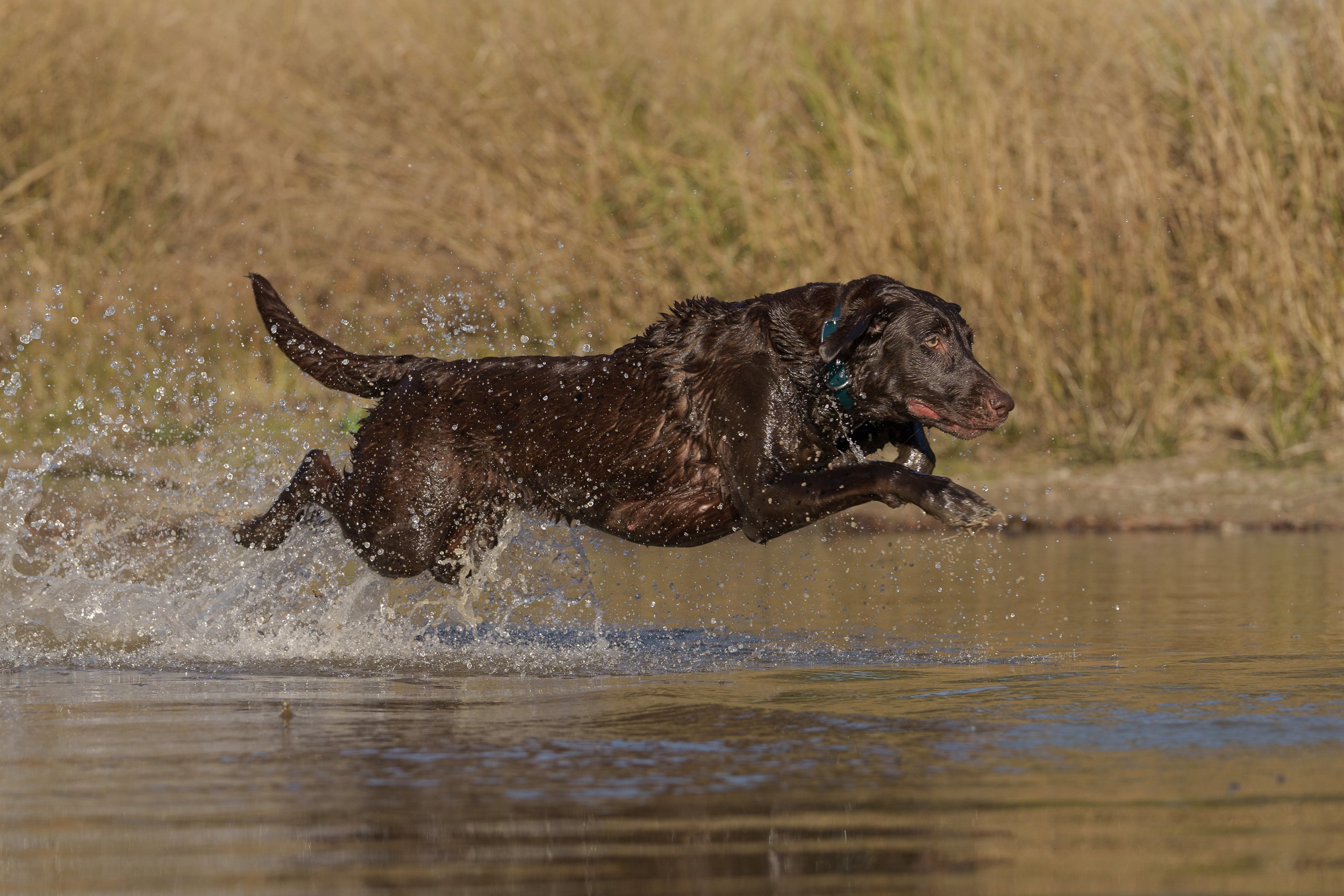 Labrador retriever jumping into a pond on the LBJ Grasslands near Decatur Texas, photo by Flashpoint Photography