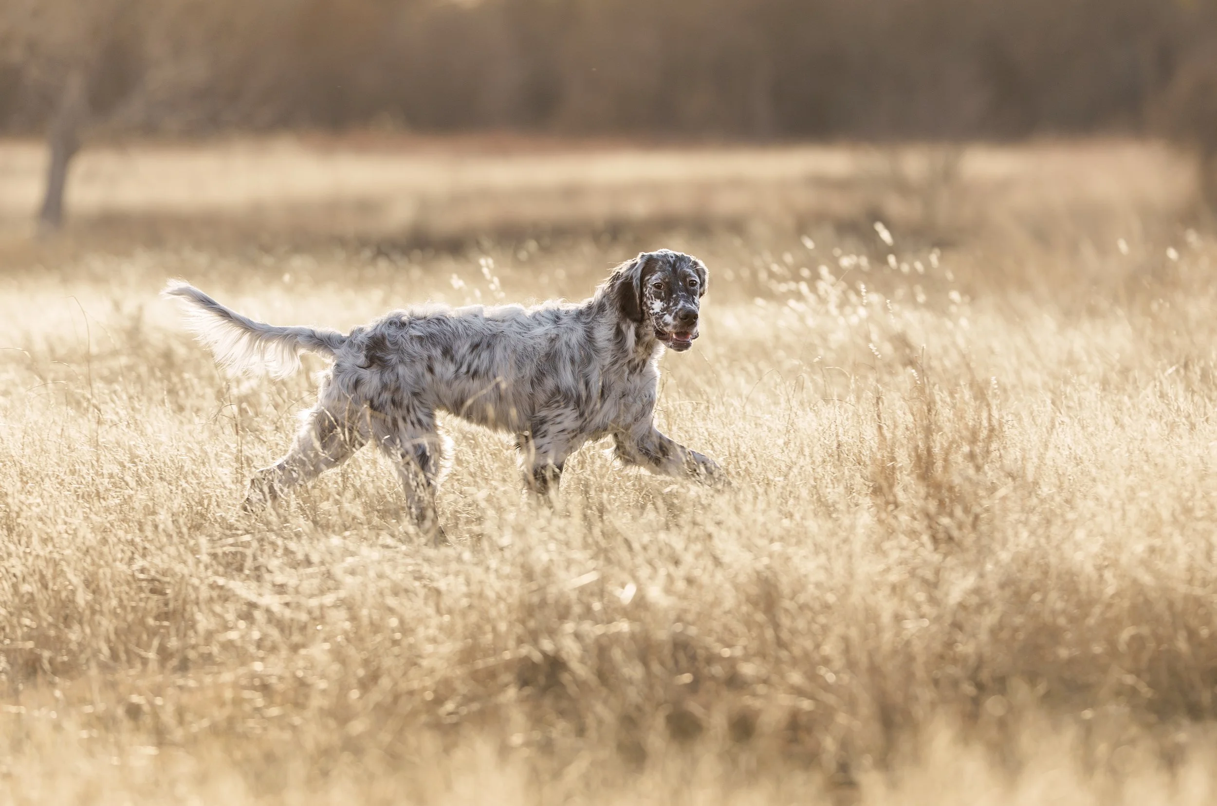 English Setter bird dog hunting in Texas by photographer Jessica Carlson