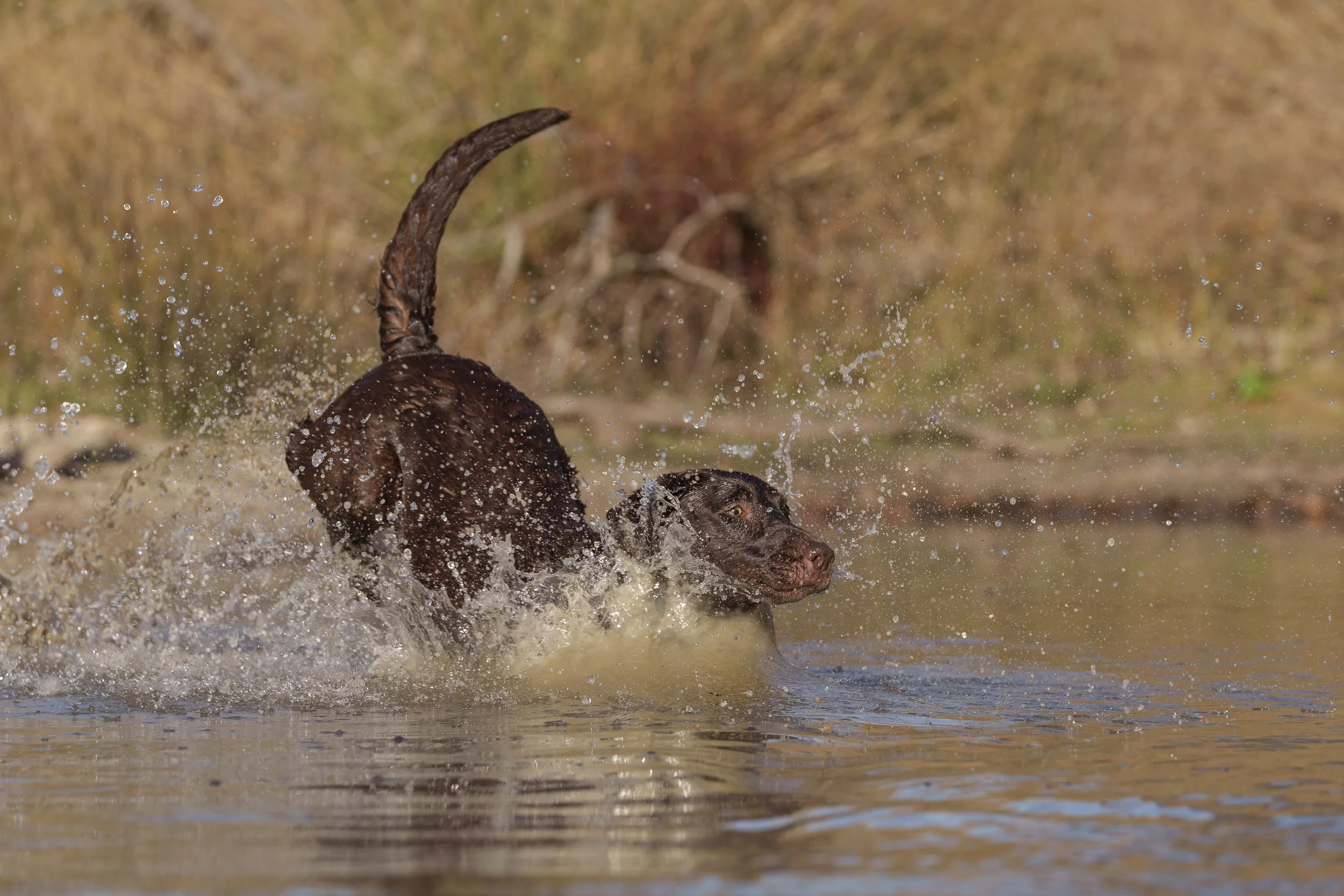 Labrador splashing into the water