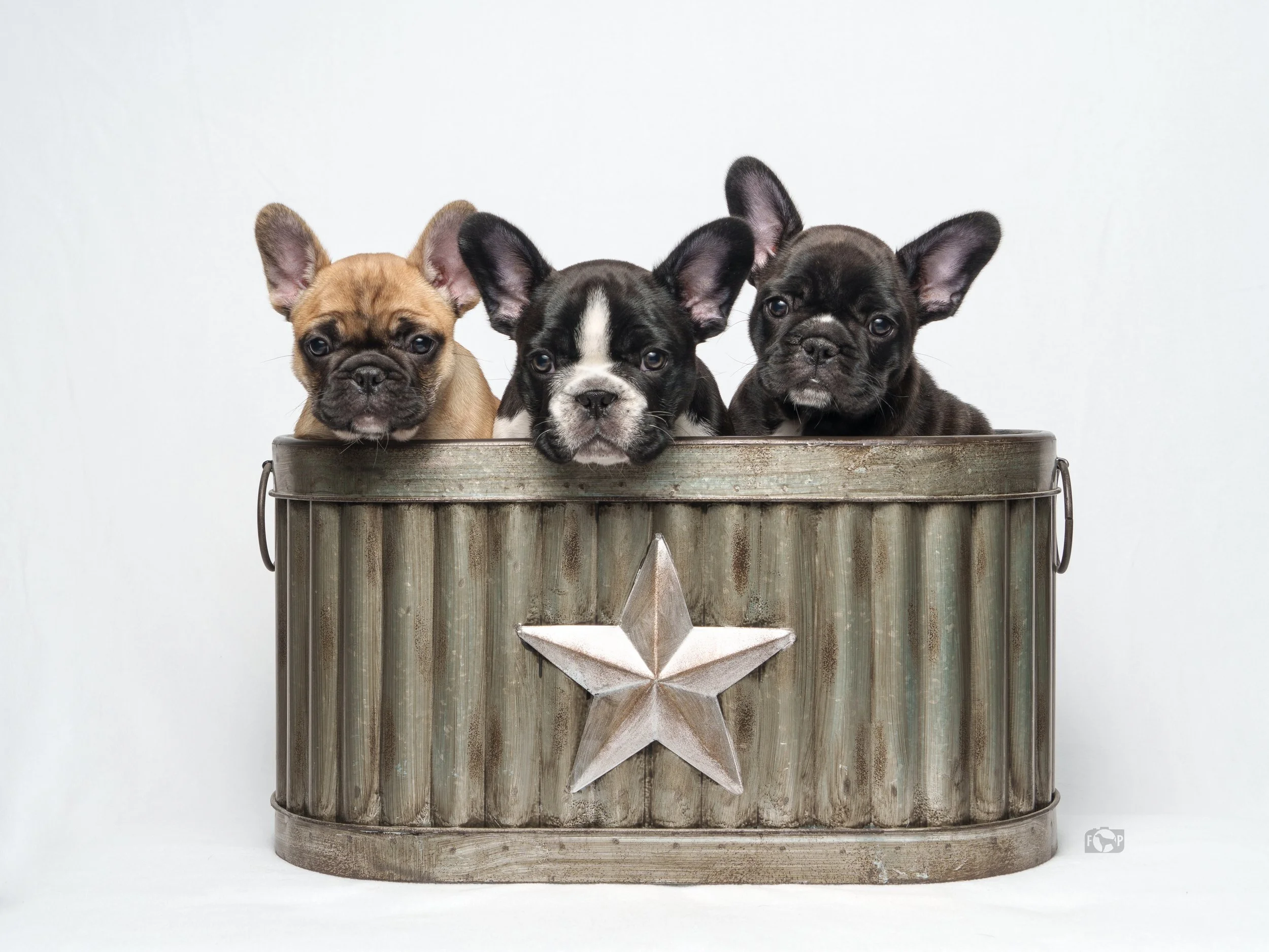 studio-photo-puppy-litter-for-breeders-french-bulldogs-texas-star.jpg