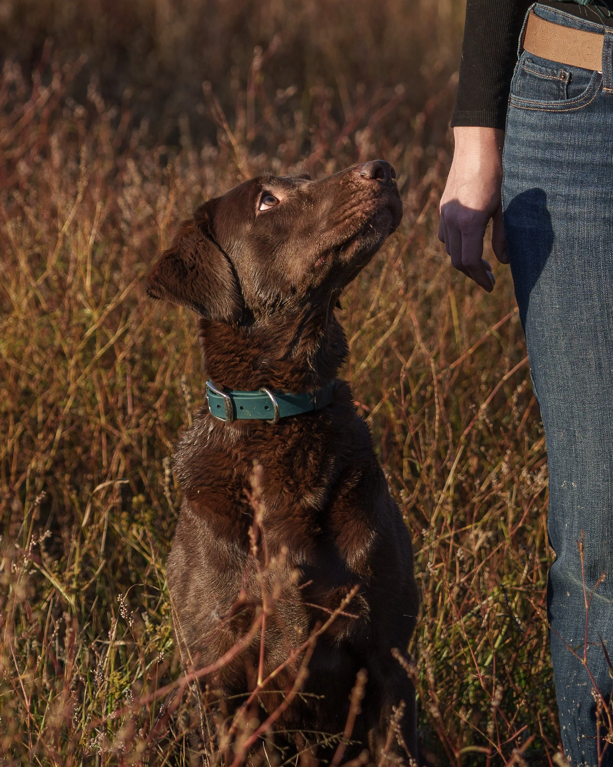 Labrador looking up at owner