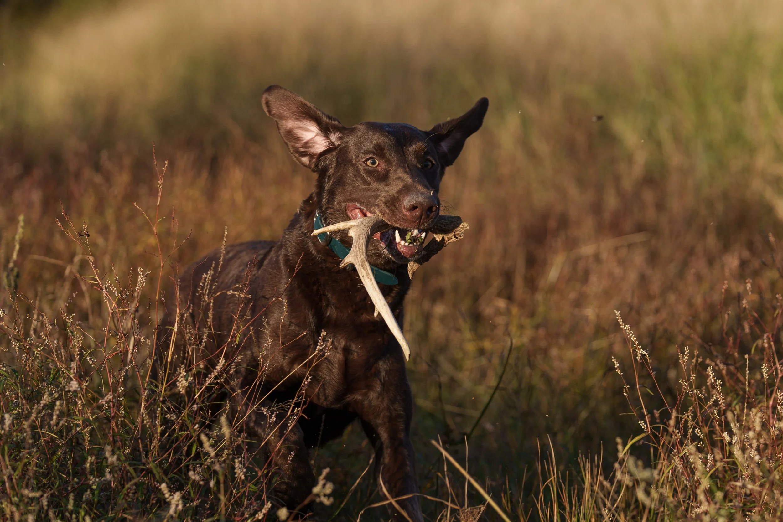 Labrador shed dog retrieving antler on the  LBJ grasslands near Decatur Texas, photo by Flashpoint photography