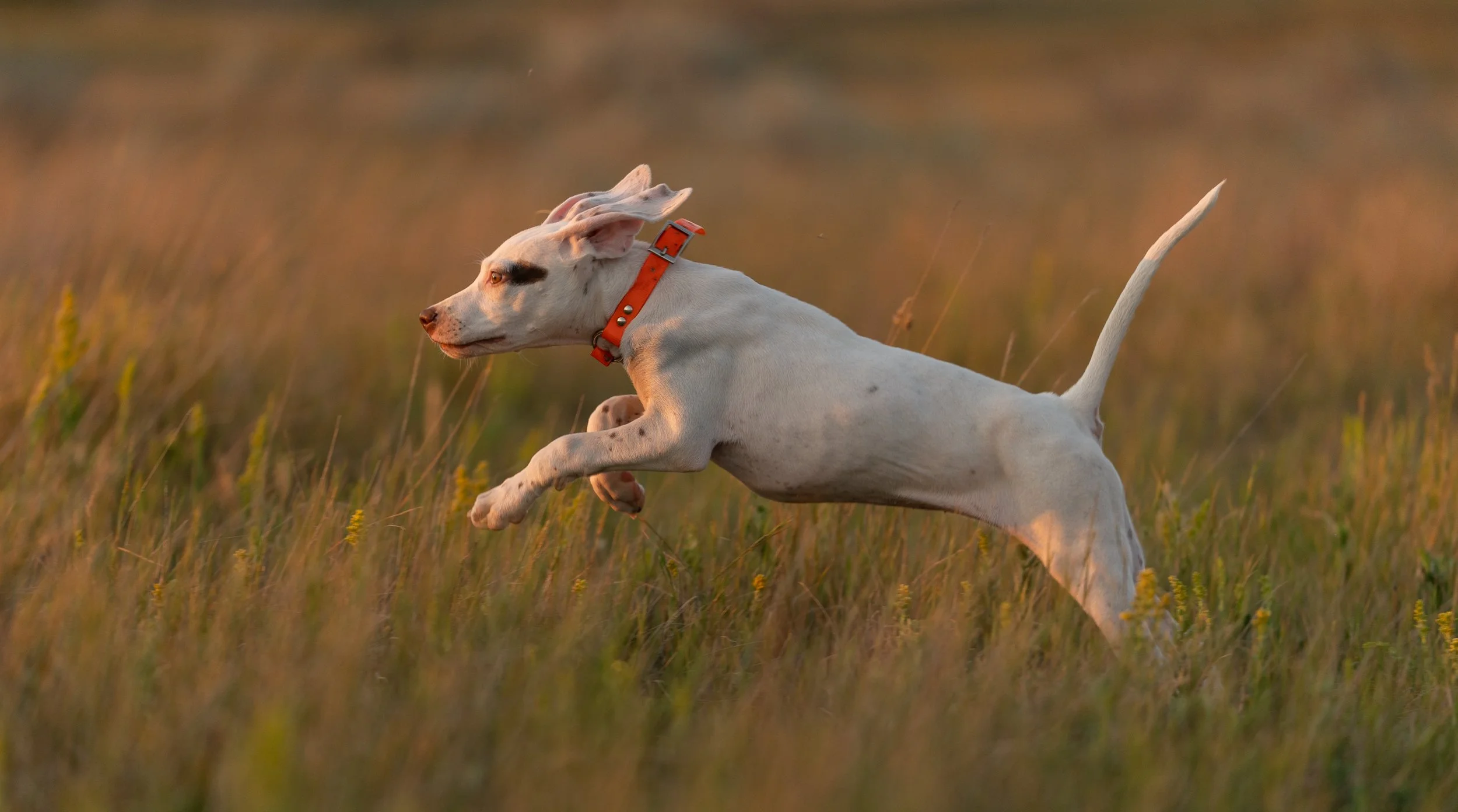 Action hunting dog image of a pointer puppy running in a field at sunset