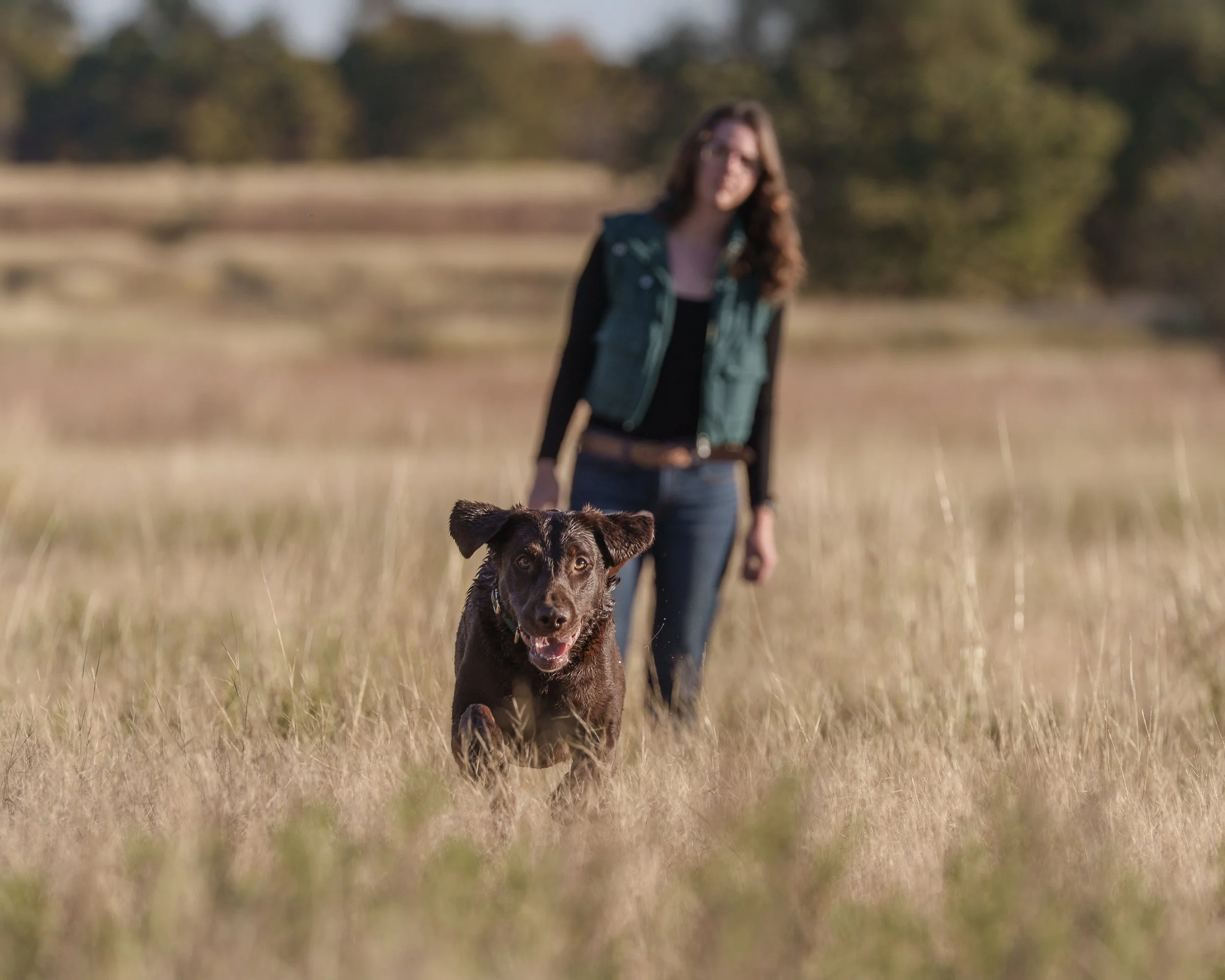 Labrador retriever running to retrieve in the grass, DFW Texas dog photography by Flashpoint
