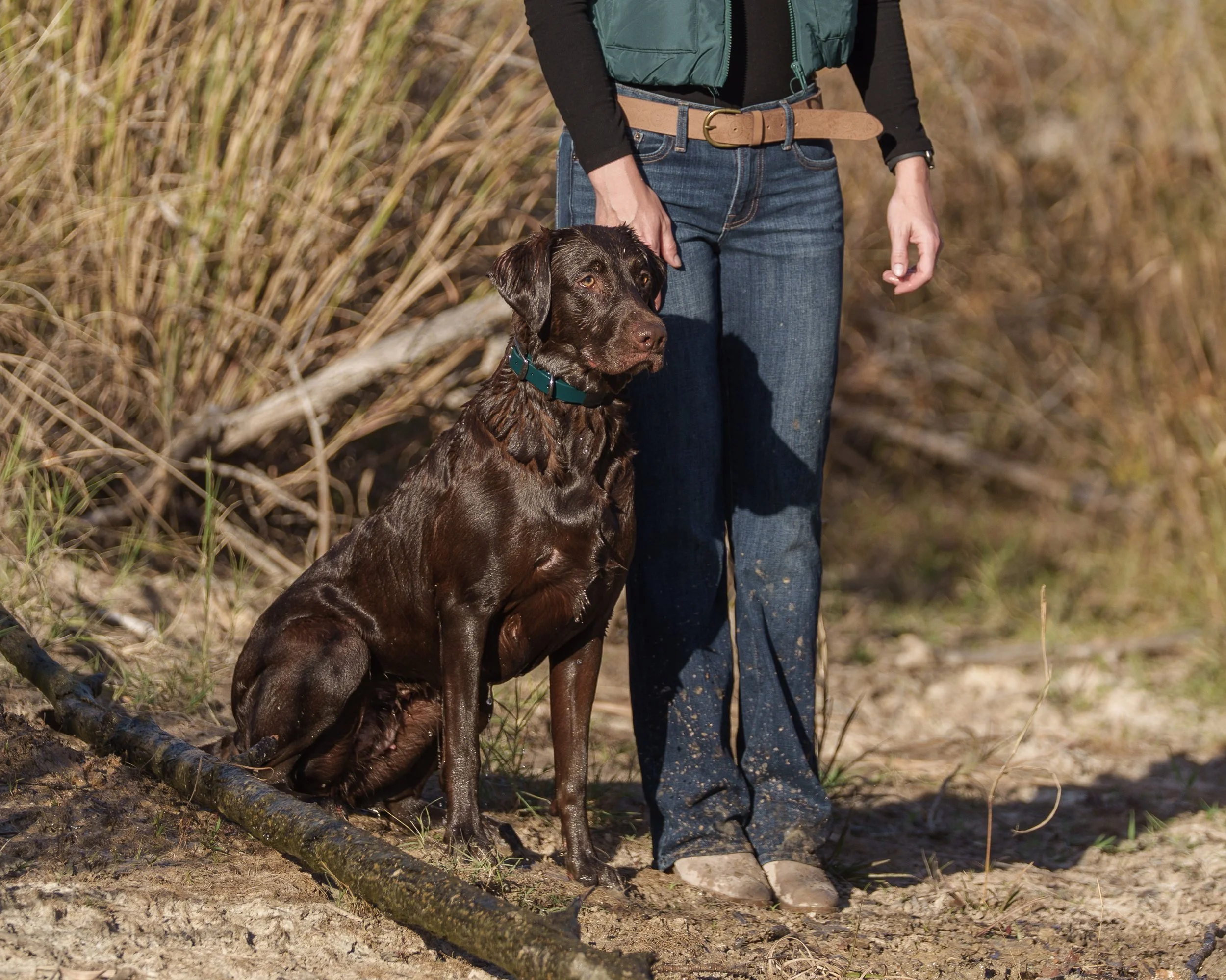 Labrador retriever waiting to be sent for a retrieve