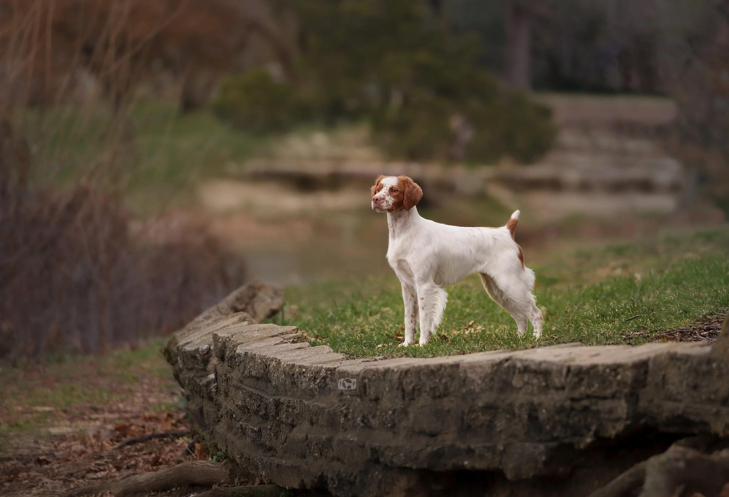 show-dog-portrait-dfw-texas.jpg
