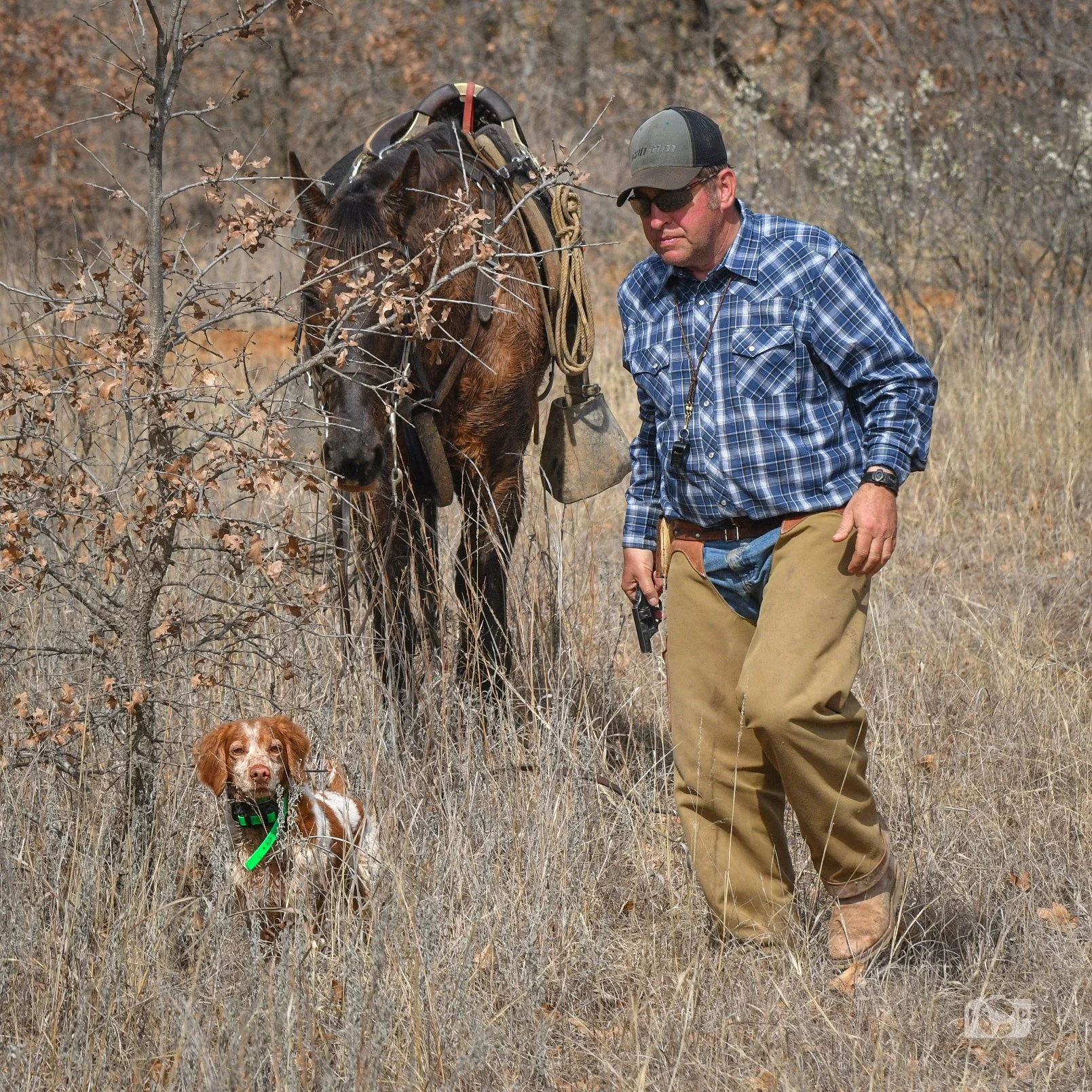 bird-dog-pointing-field-trial.jpg