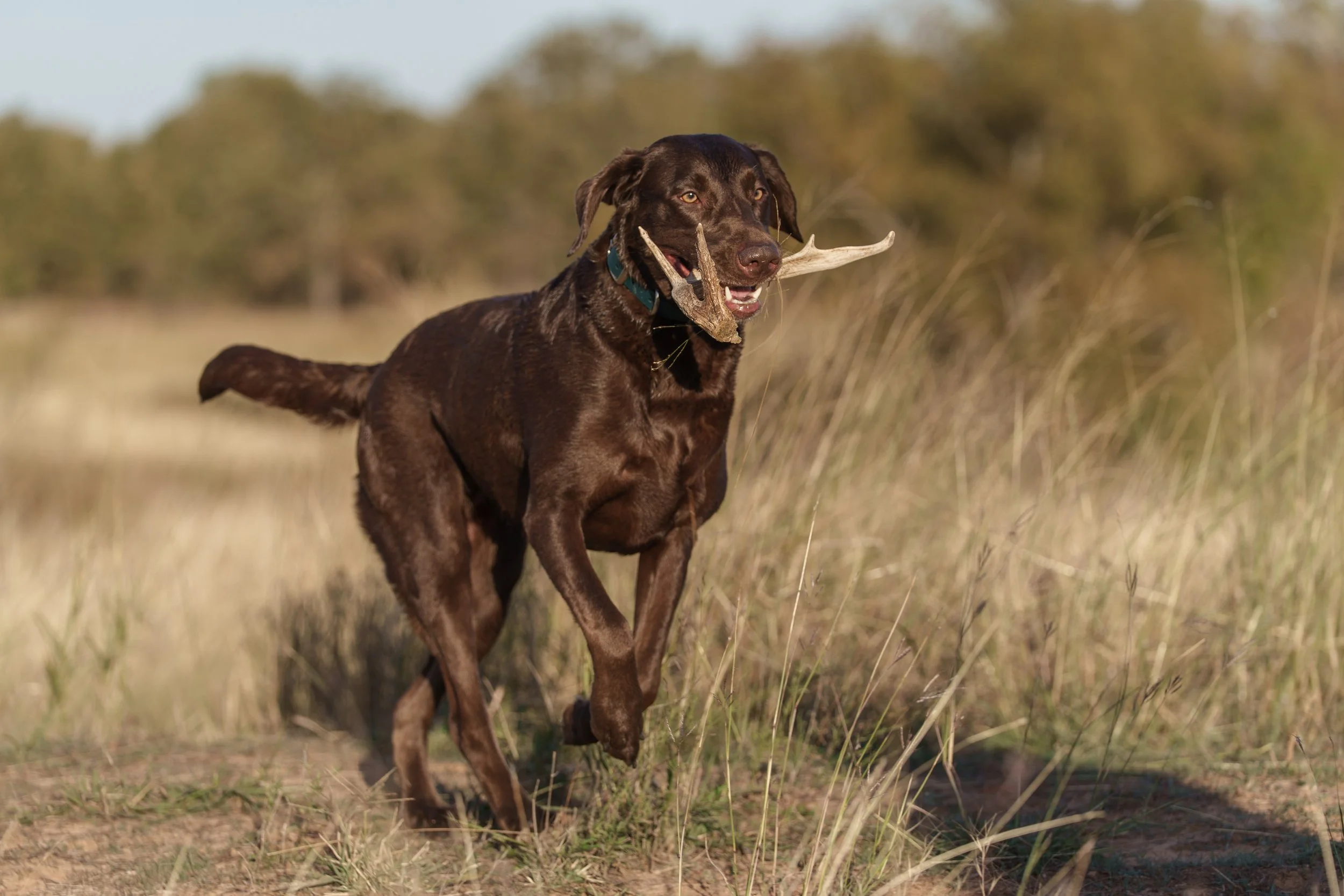 Labrador shed dog retrieving antler on the grasslands in north Texas, photo by Flashpoint photography