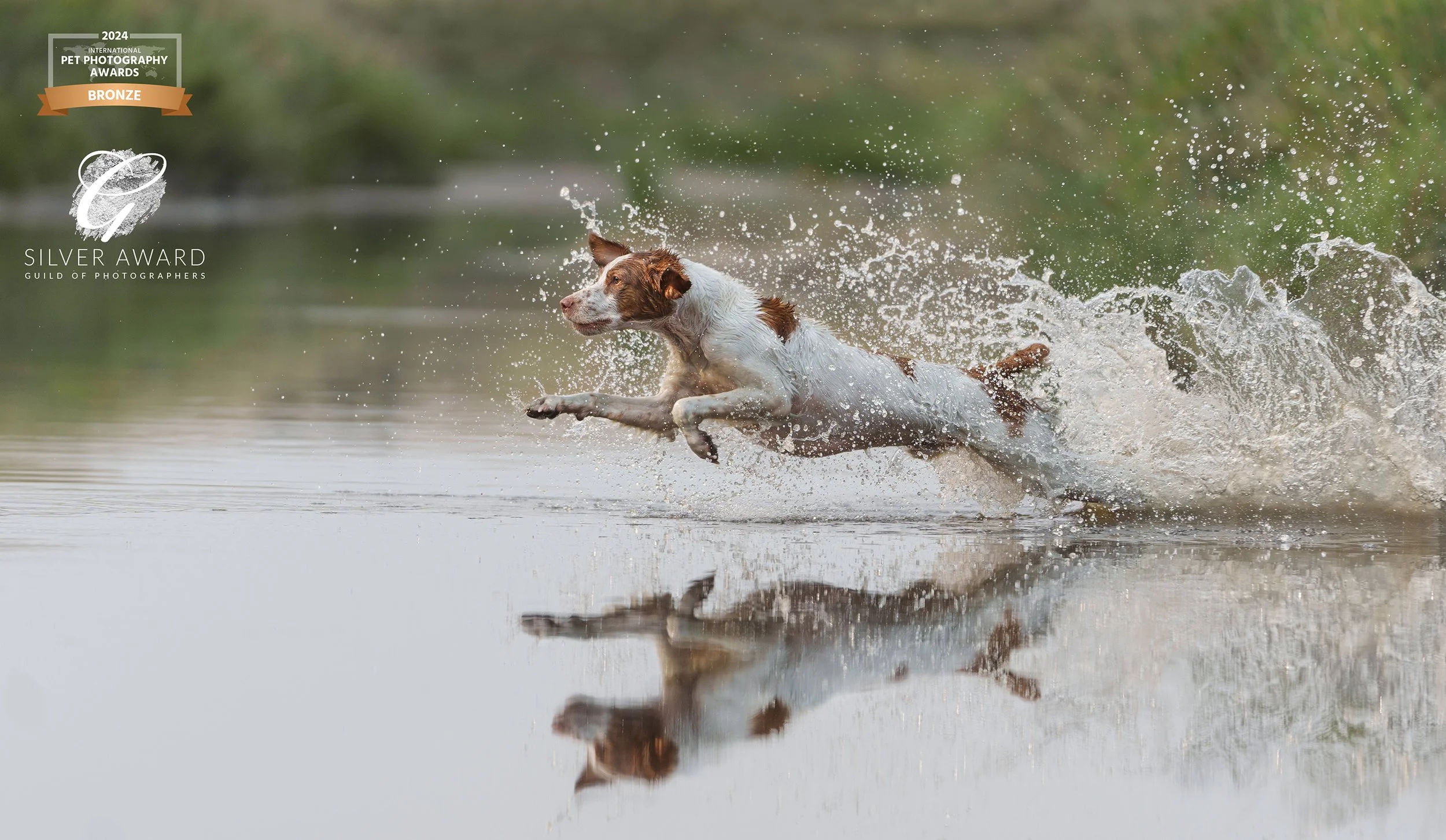 Brittany bird dog hunting and running into water, with a Silver award badge from the Guild of Photographers and Bronze award badge from the International Pet Photography Awards