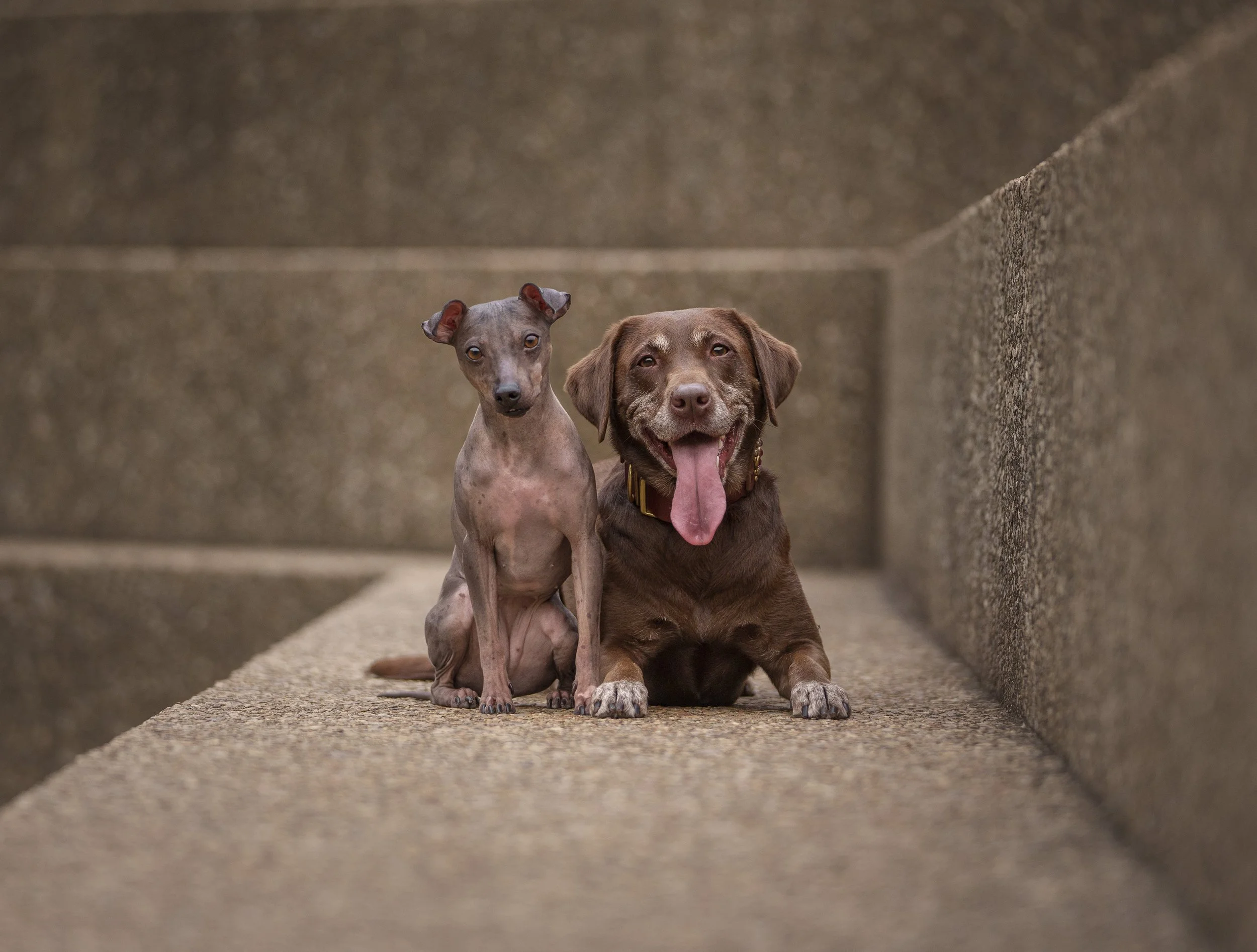 Portrait of two pet dogs in Fort Worth Texas urban landscape