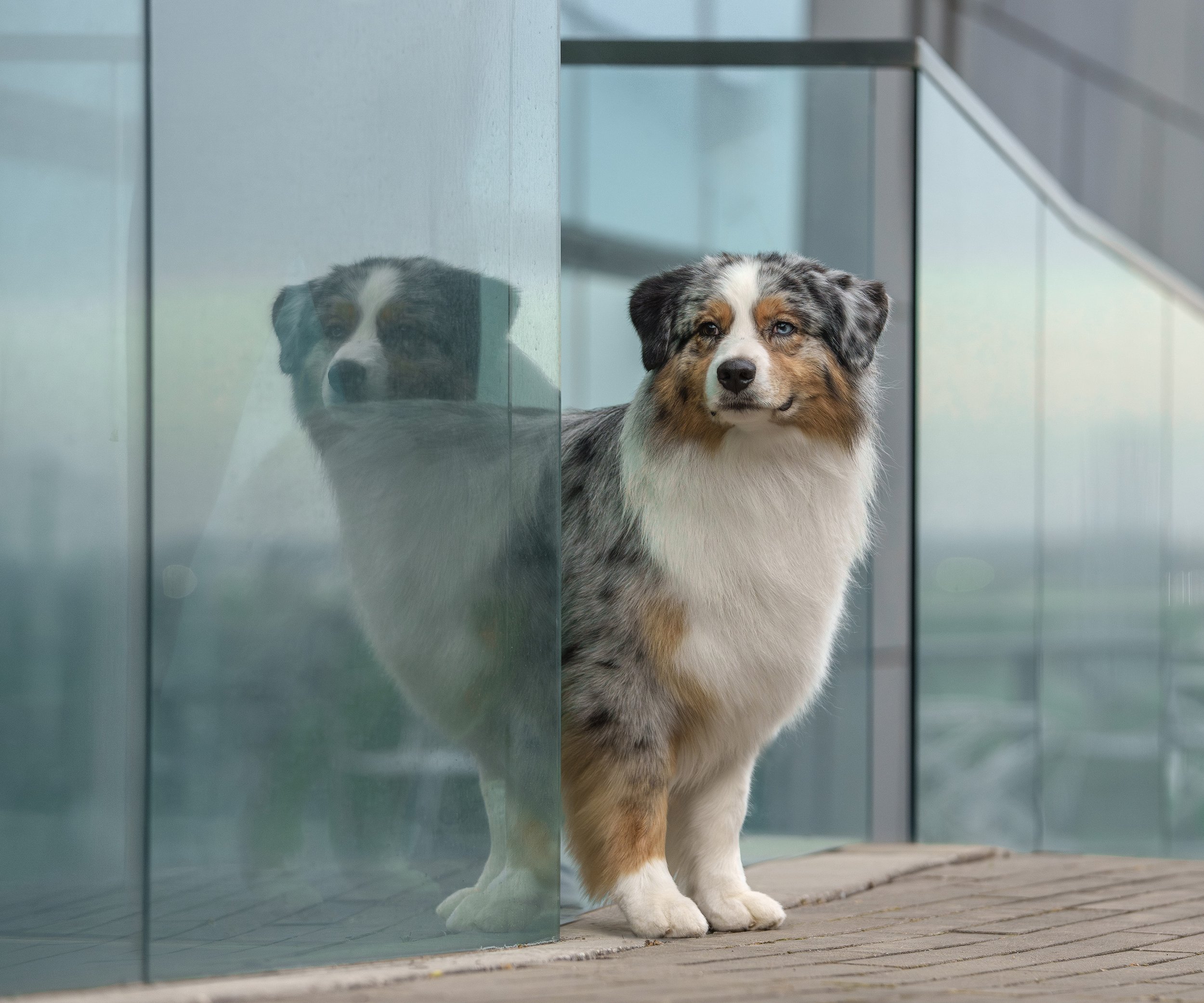 Australian Shepher urban dog photo in Fort Worth Texas