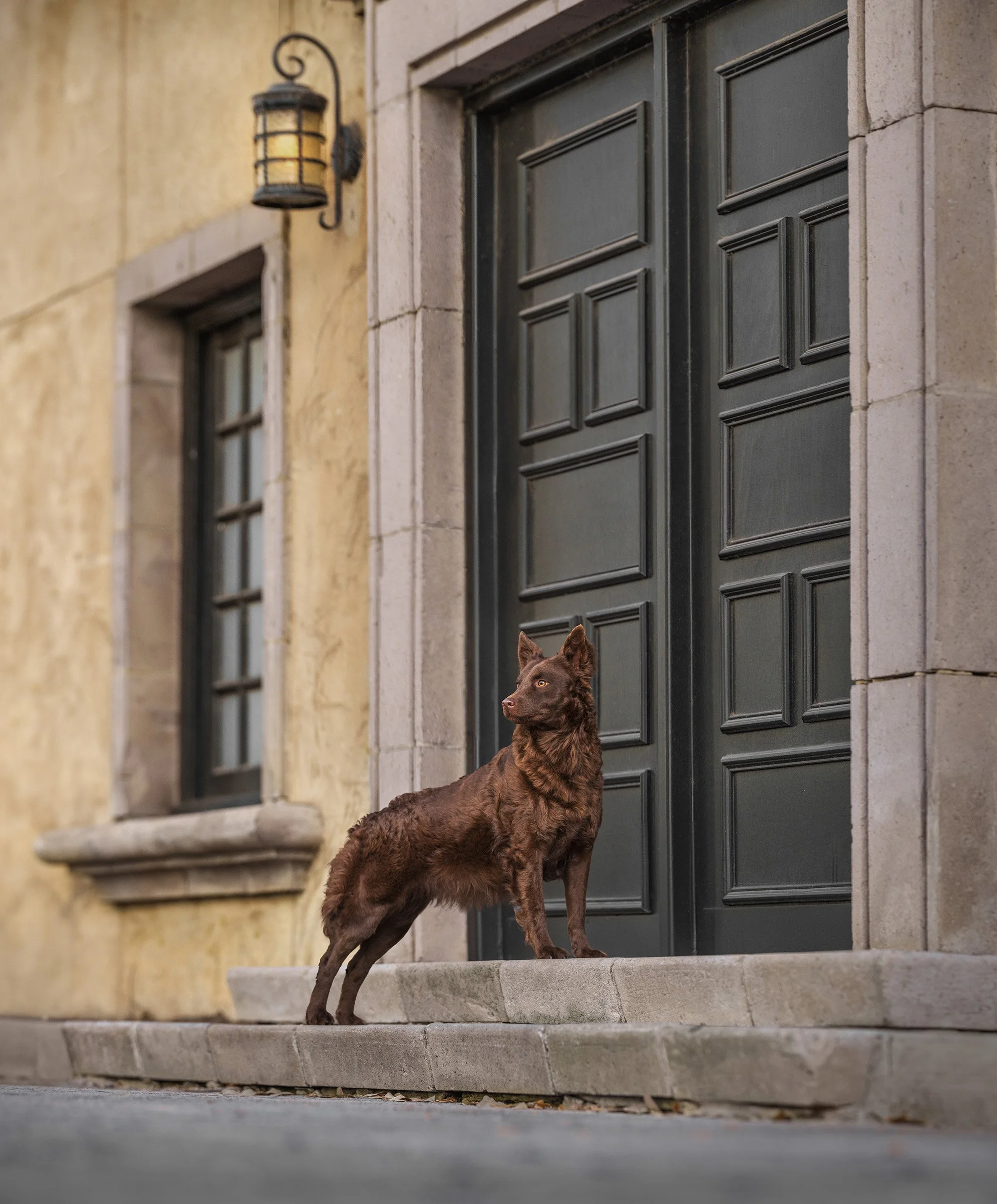 Brown Mudi portrait in Mediterranean urban location north Texas