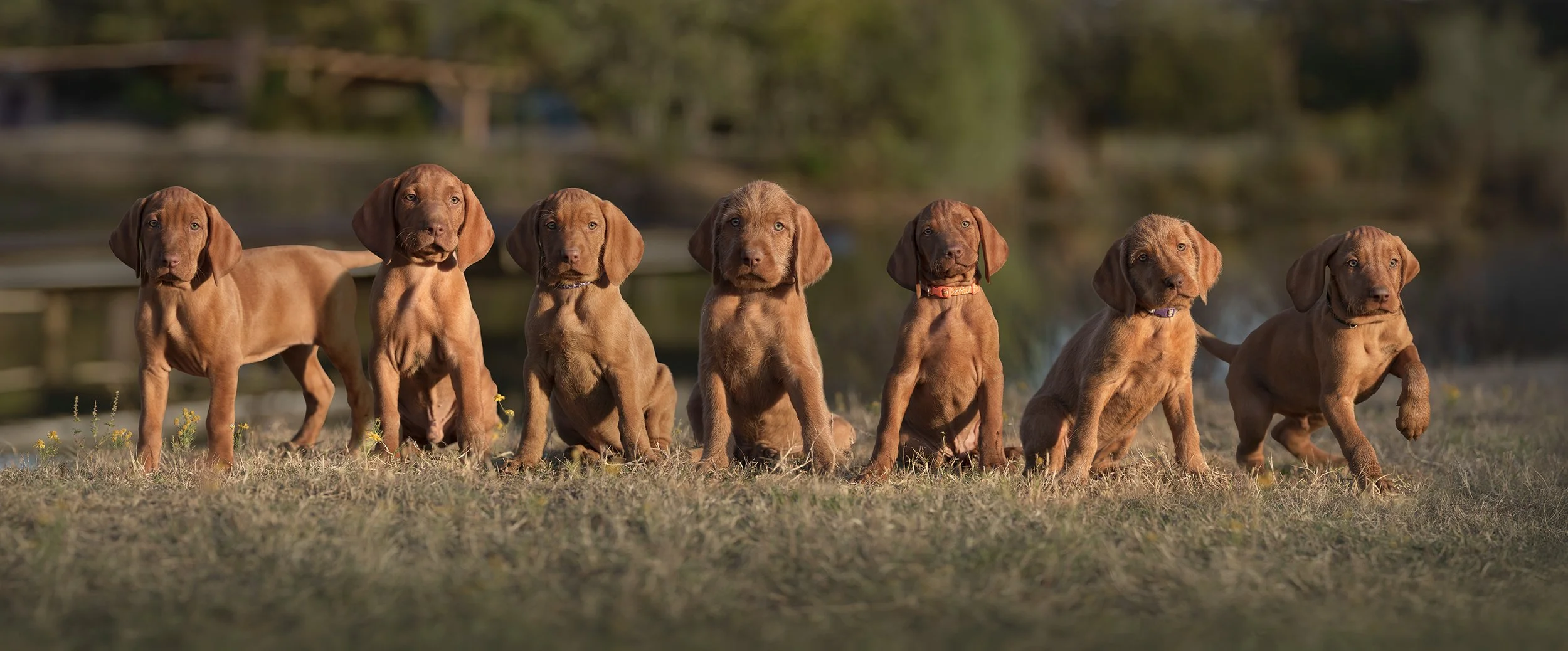 litter of seven Wirehaired Vizsla puppies in a row