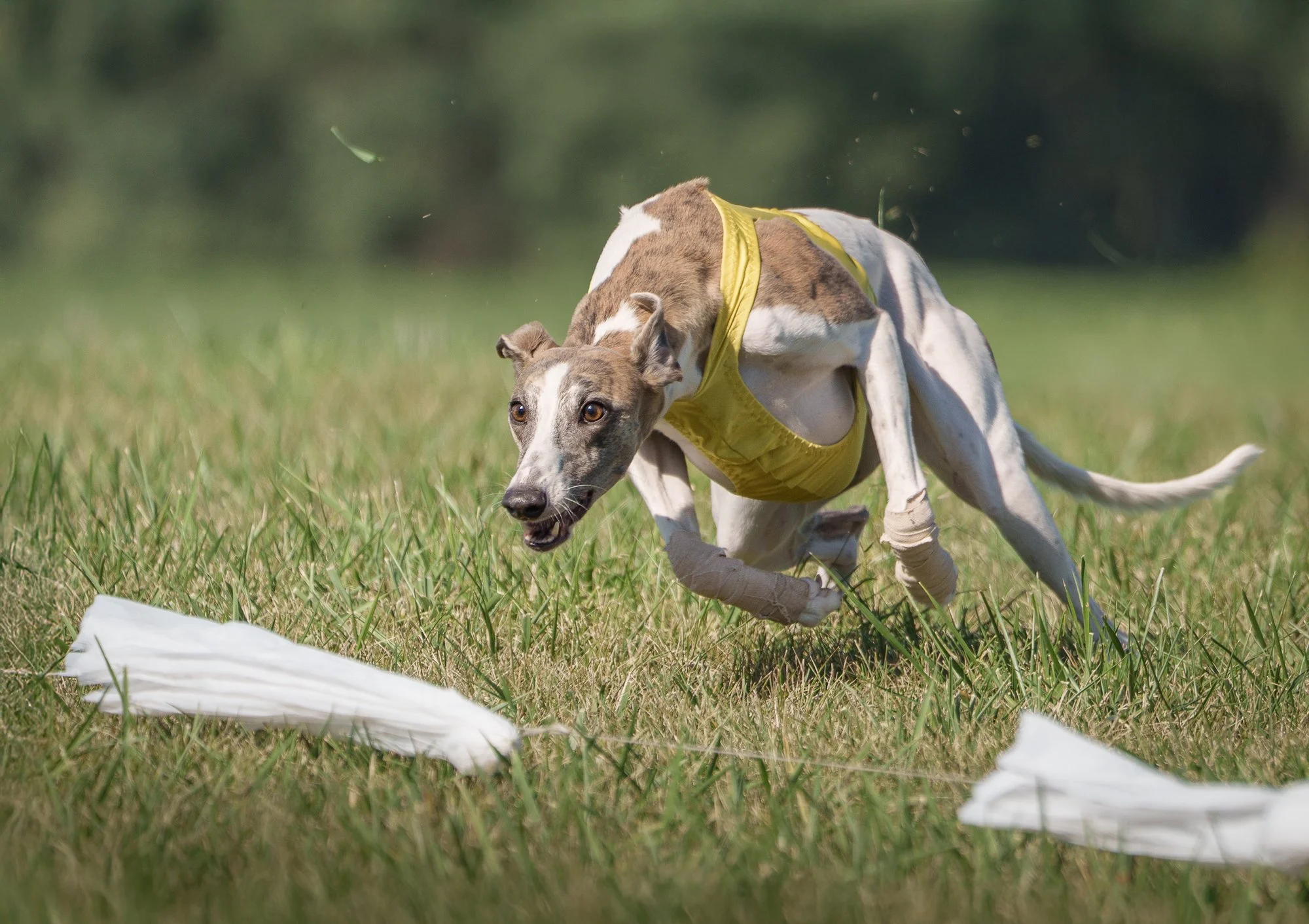 Action dog photography of a Whippet chasing lure in a coursing trial event by photographer Jessica Carlson