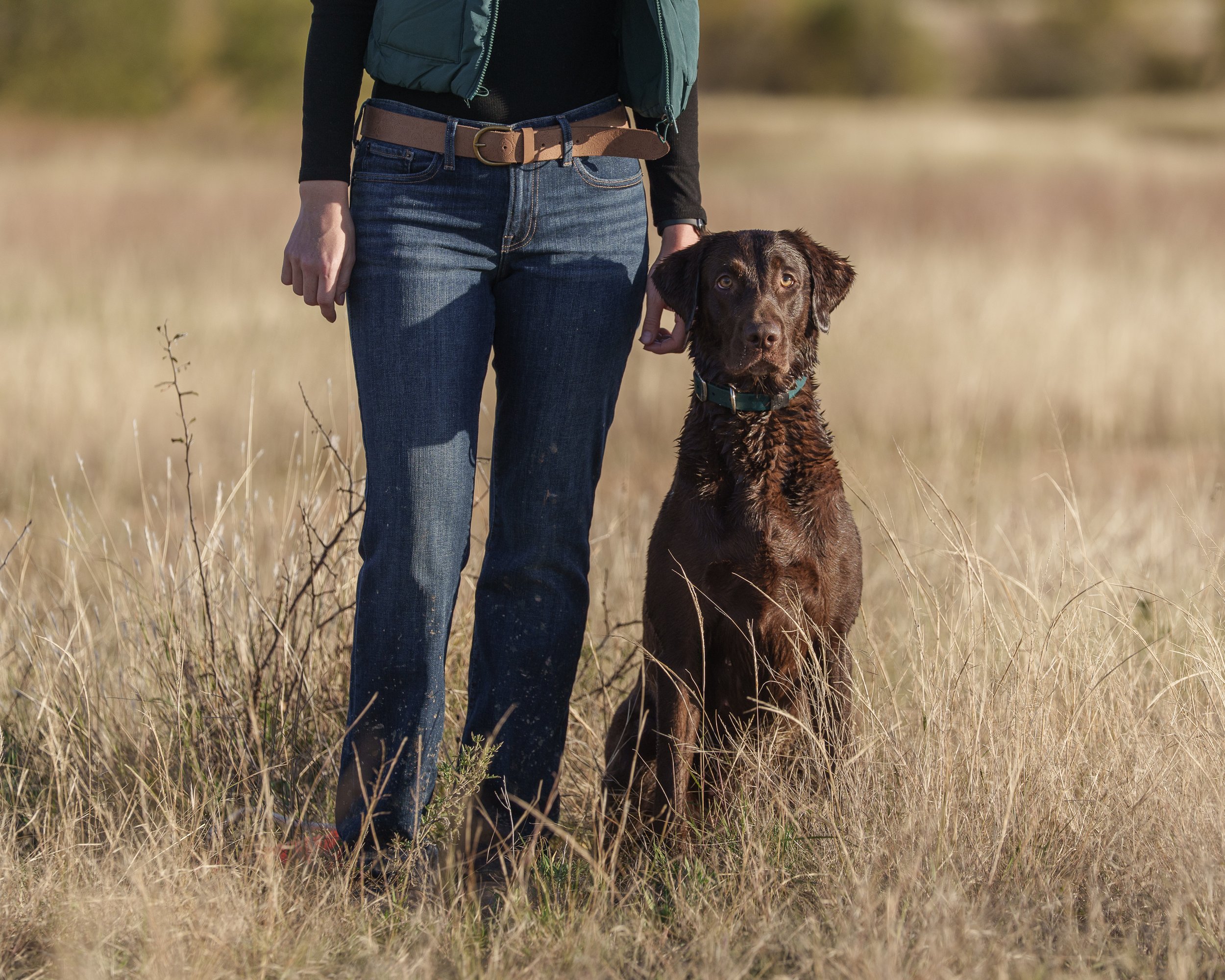 Labrador retriever sitting by owner waiting to be sent on a retrieve in the LBJ Grasslands, Texas