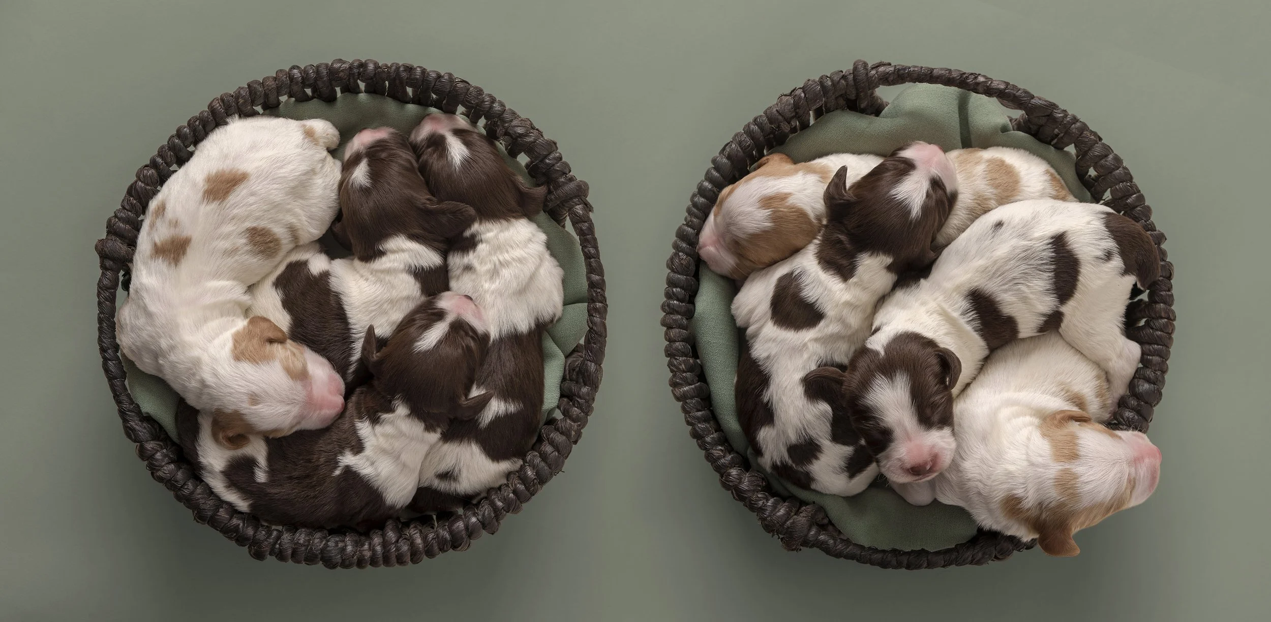 Litter of 1 week old Brittany puppies sleeping in baskets on a simple green background