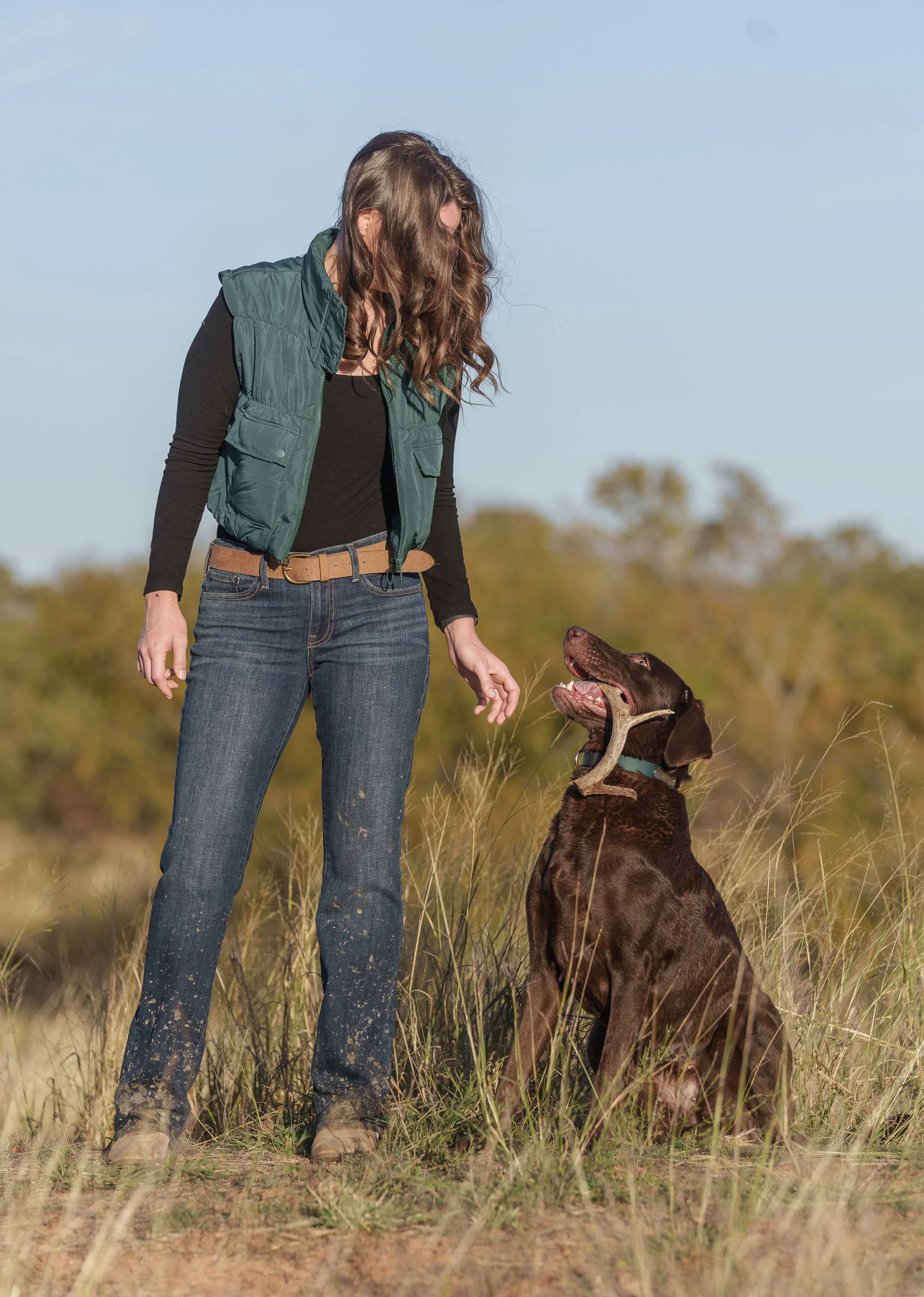 Labrador shed dog retrieving antler to owner on the grasslands in north Texas, photo by Flashpoint photography