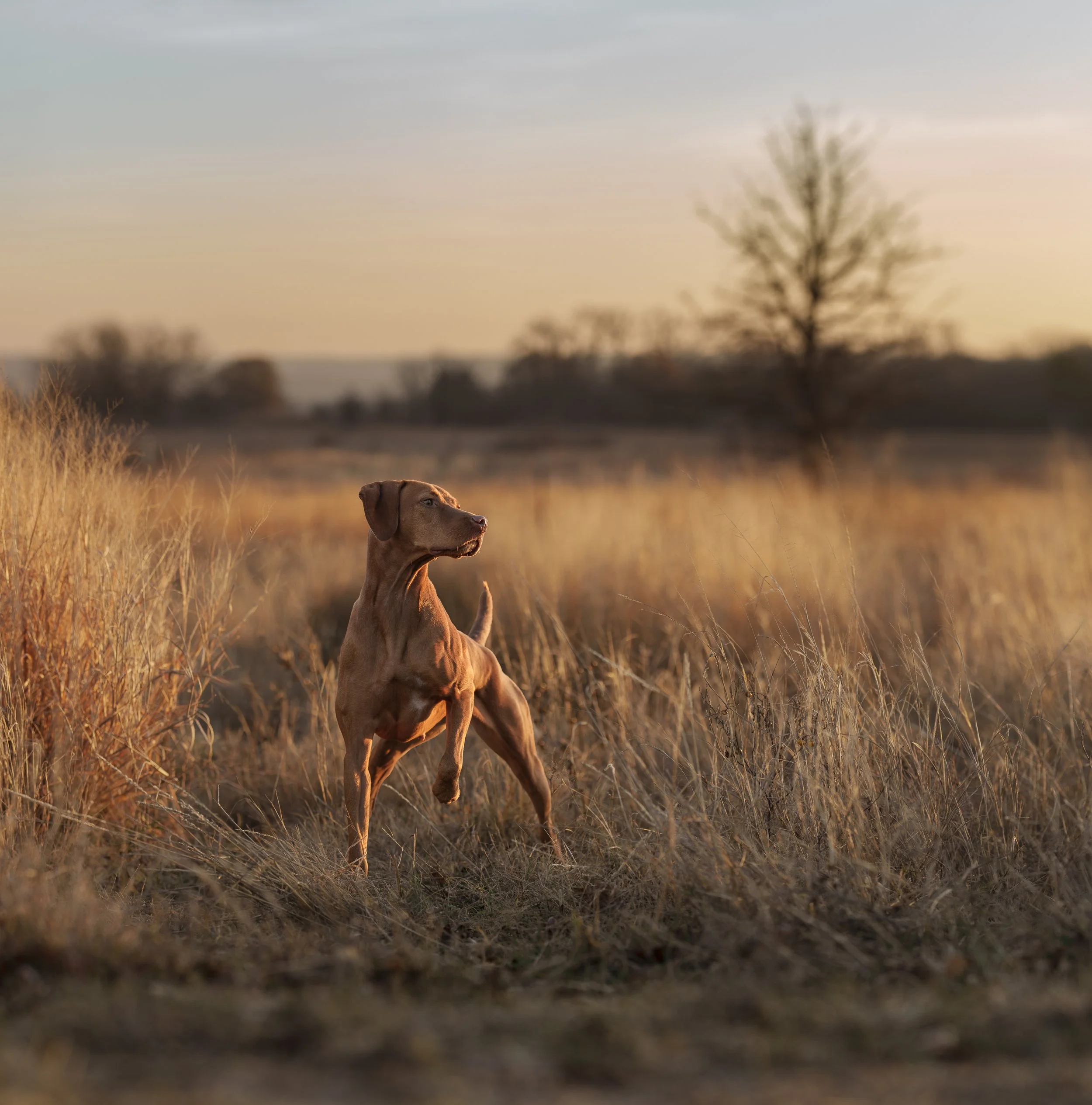 Vizsla bird dog on point in a golden field