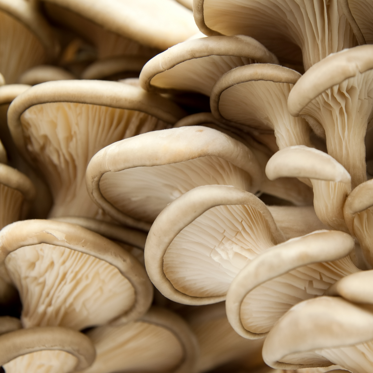 MidAm Mushrooms Branched Oyster mushroom grow guide.