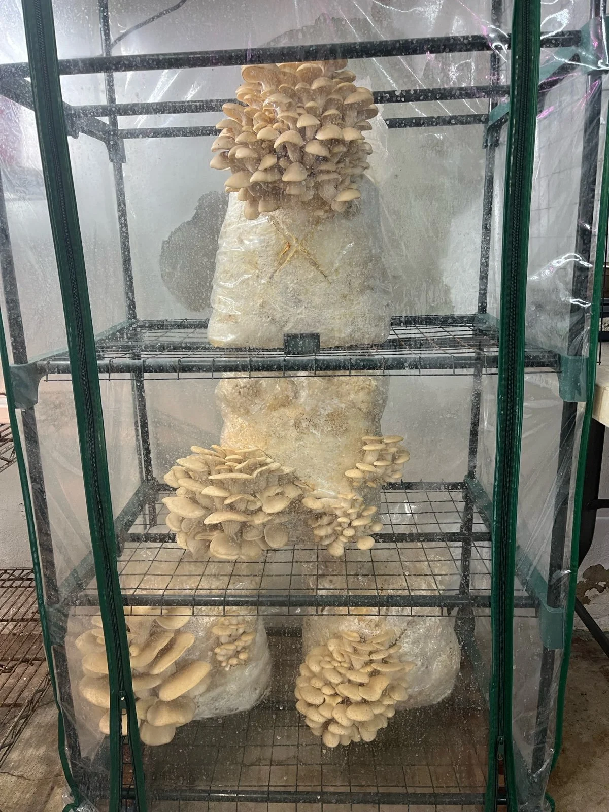 Mushrooms growing on large rocks inside a glass enclosure.