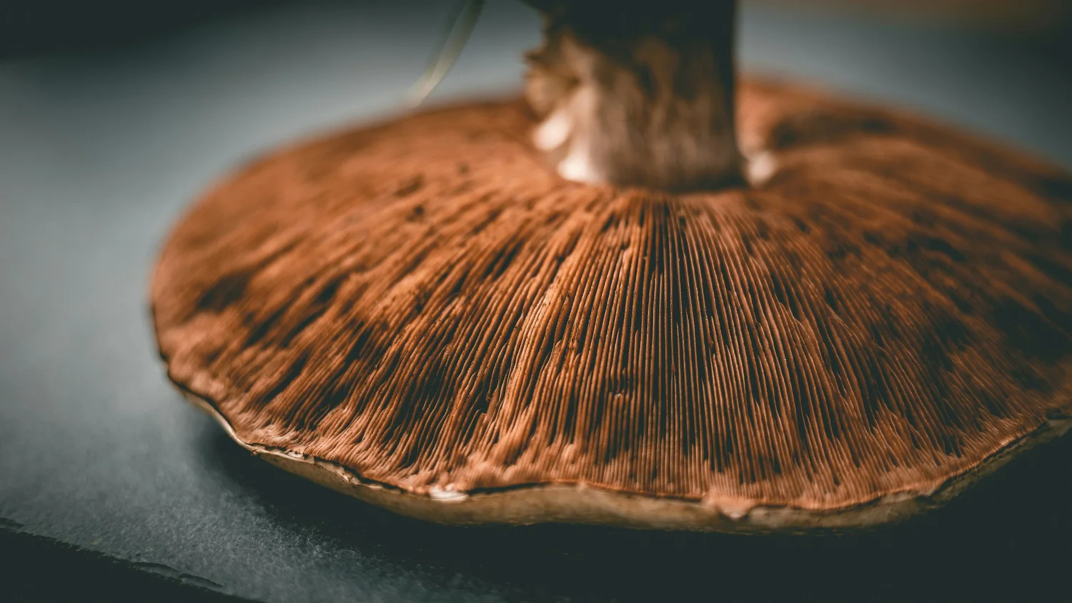 Close-up of a brown mushroom cap with gills underneath.