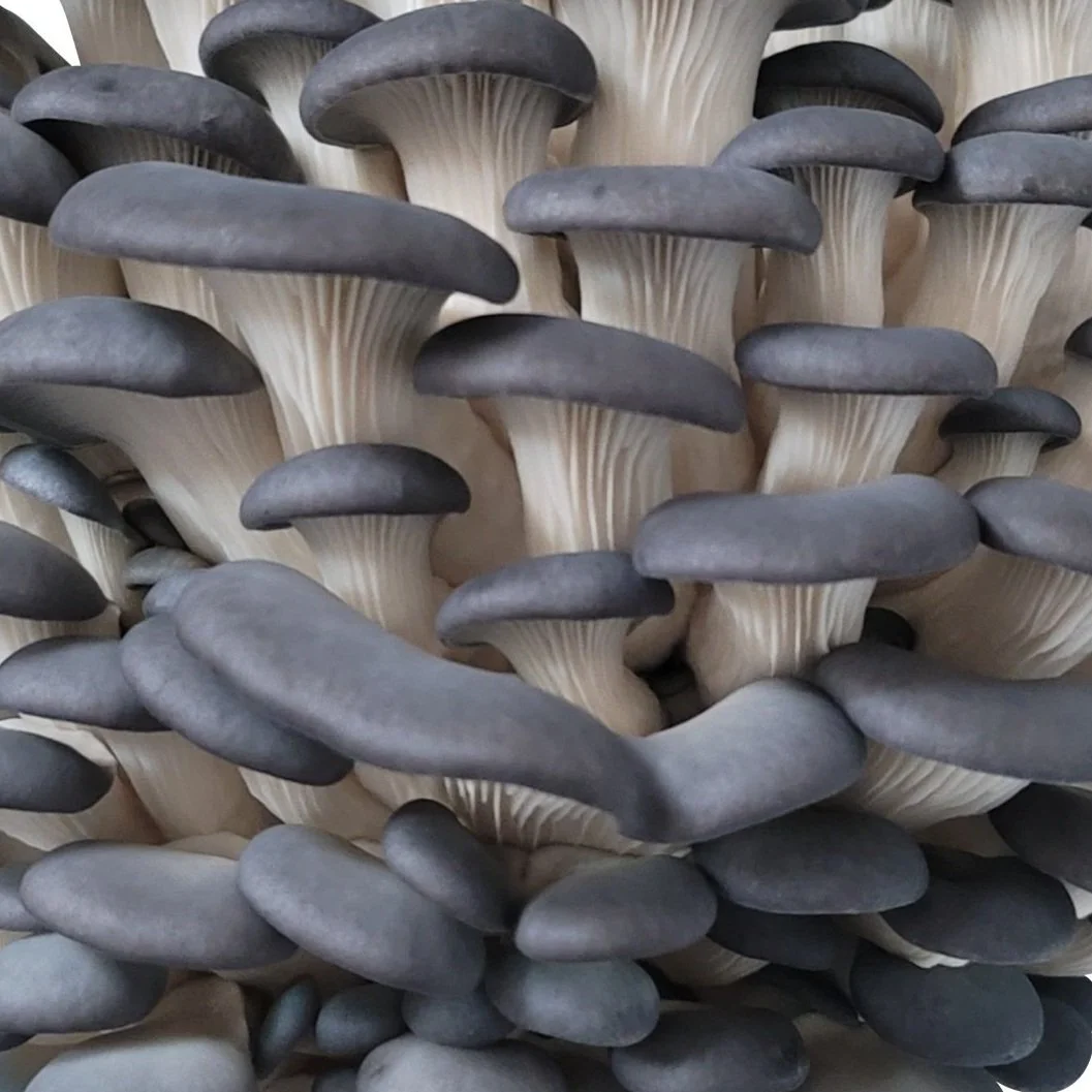 MidAm Mushrooms growing guide for Blue Oyster Mushrooms.